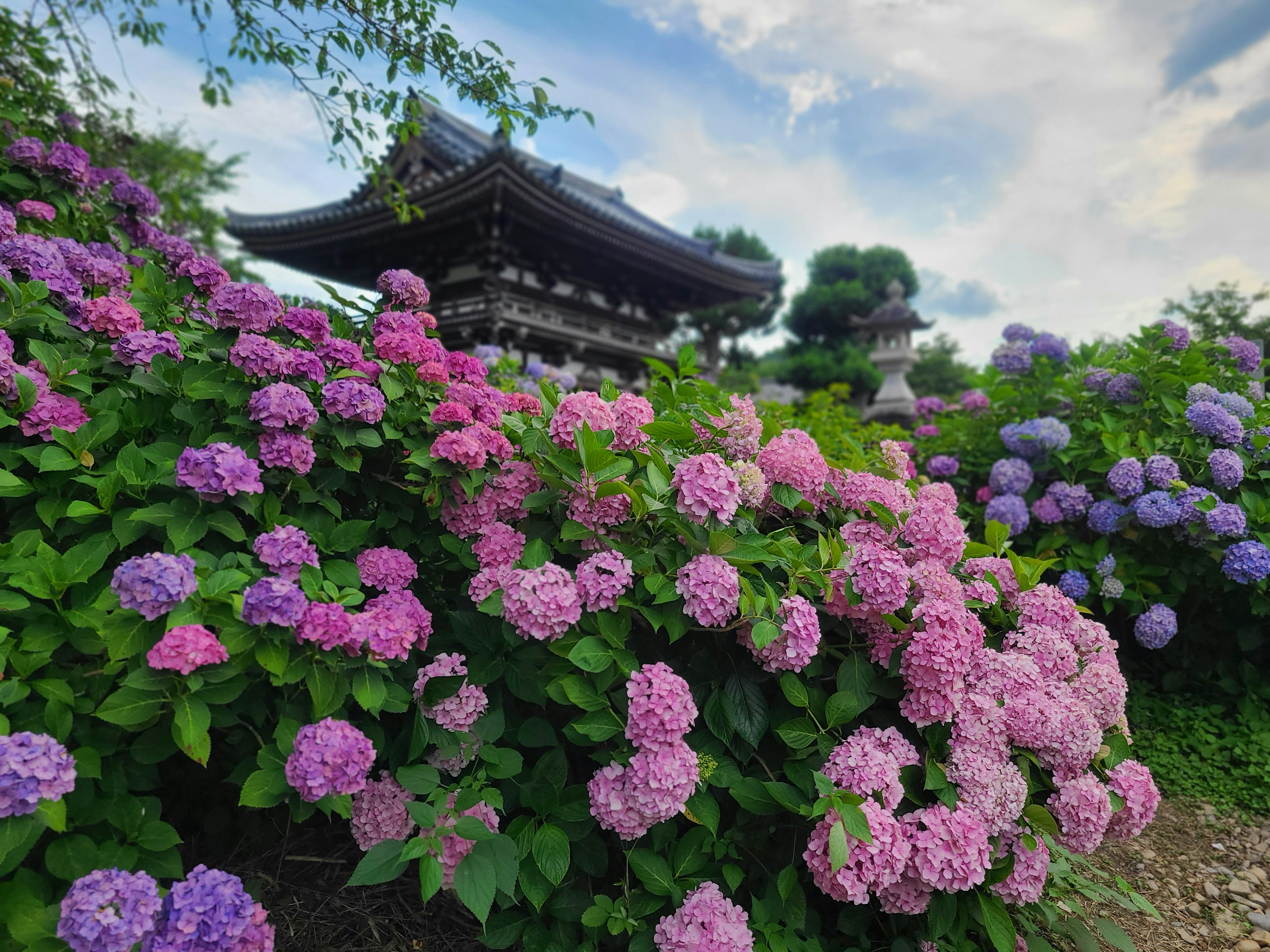 Traditional building surrounded by blooming hydrangeas in a garden