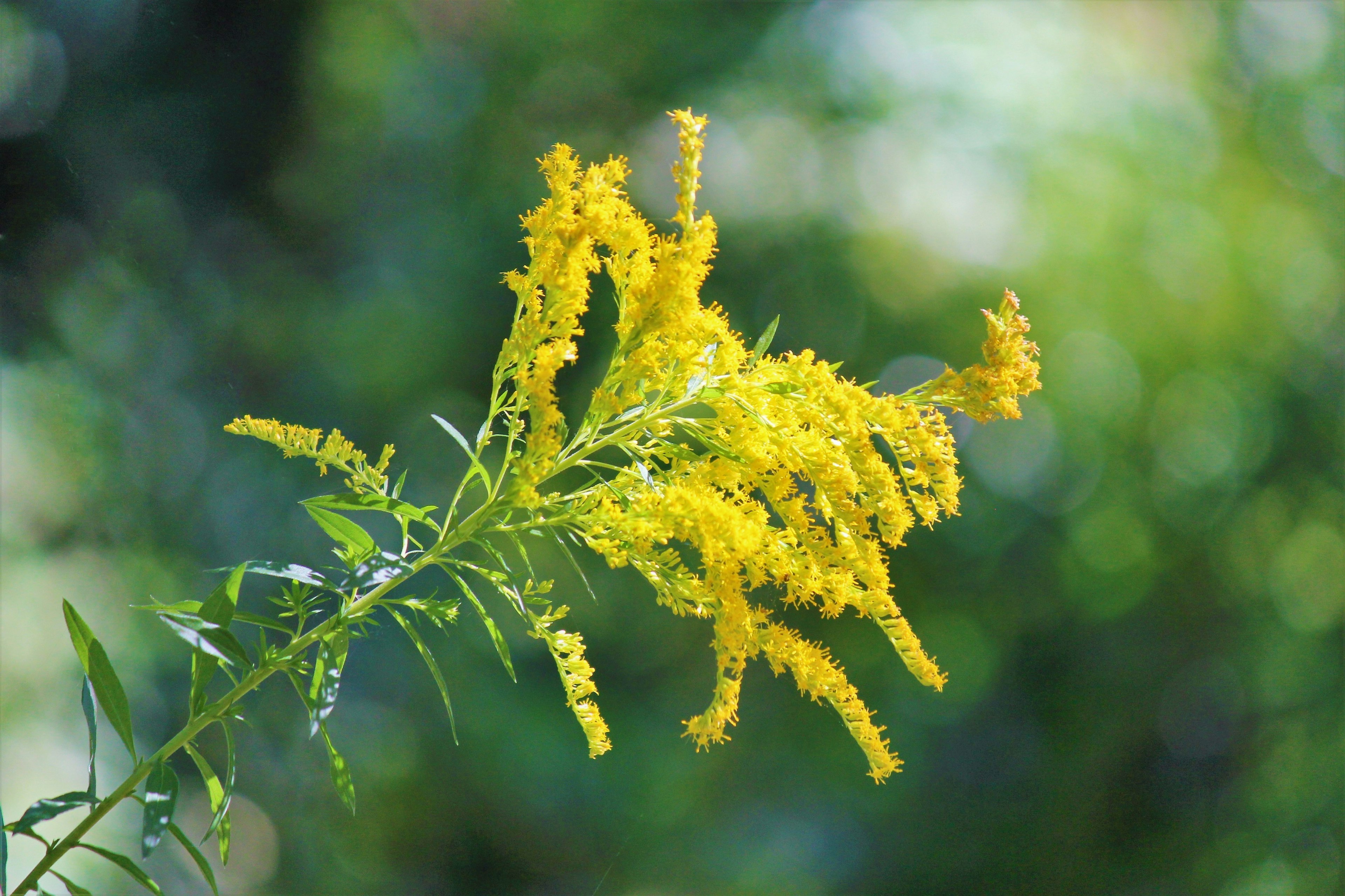 Nahaufnahme einer Pflanze mit leuchtend gelben Blüten