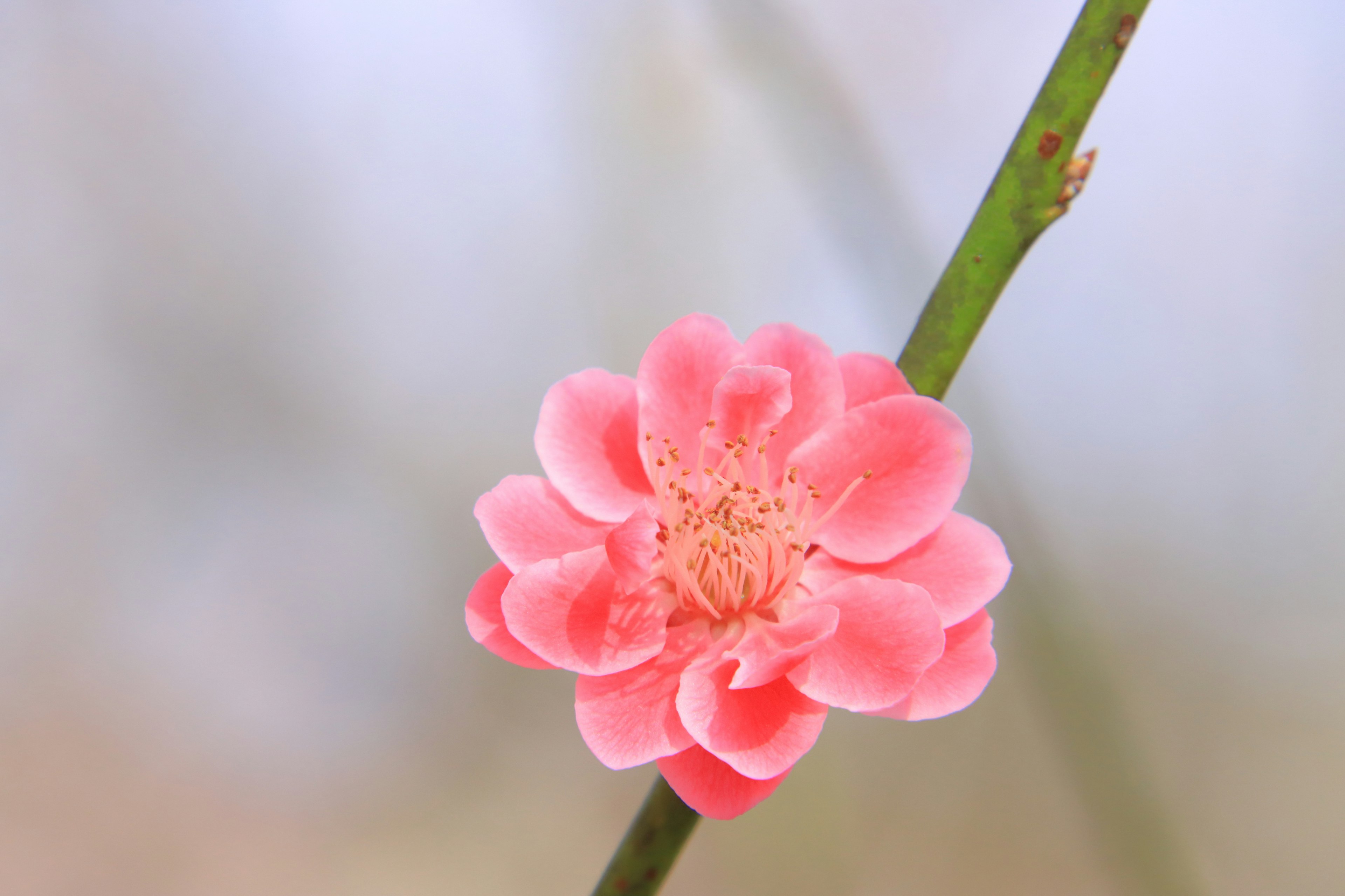 Un fiore rosa che sboccia su un sottile stelo