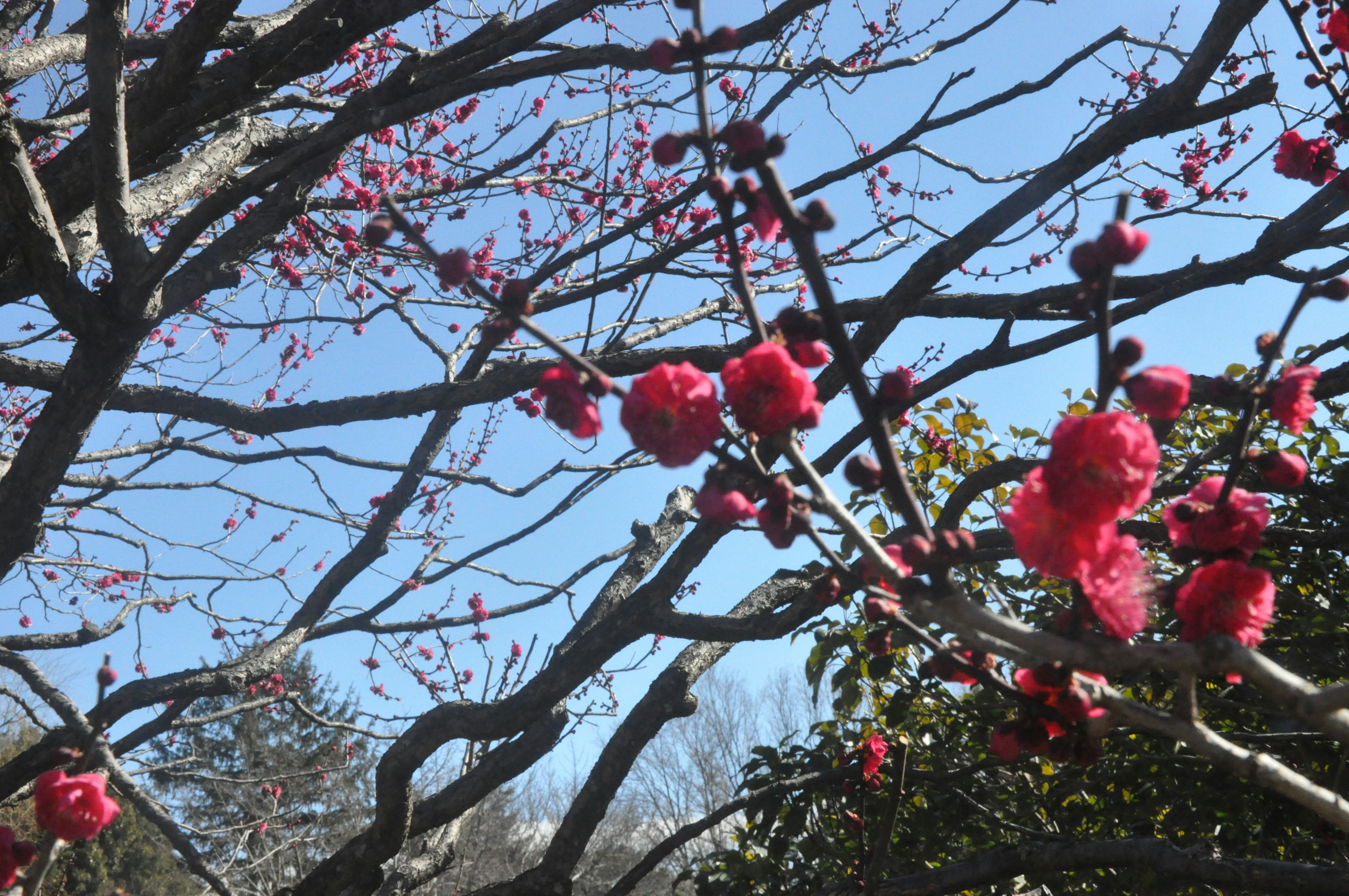 Fiori rossi vivaci sui rami di un albero contro un cielo blu