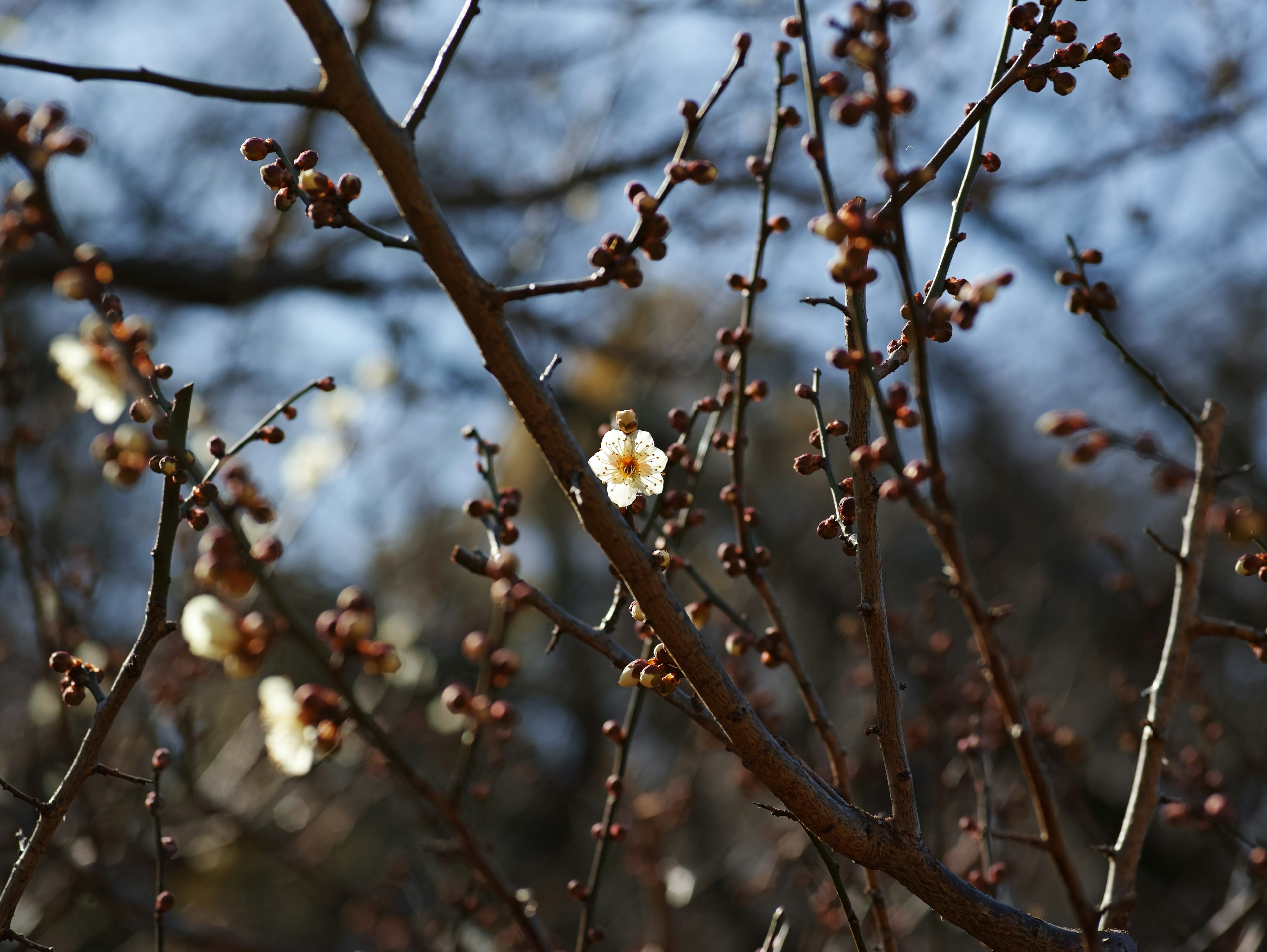 Gros plan de fleurs blanches et de bourgeons sur des branches d'hiver