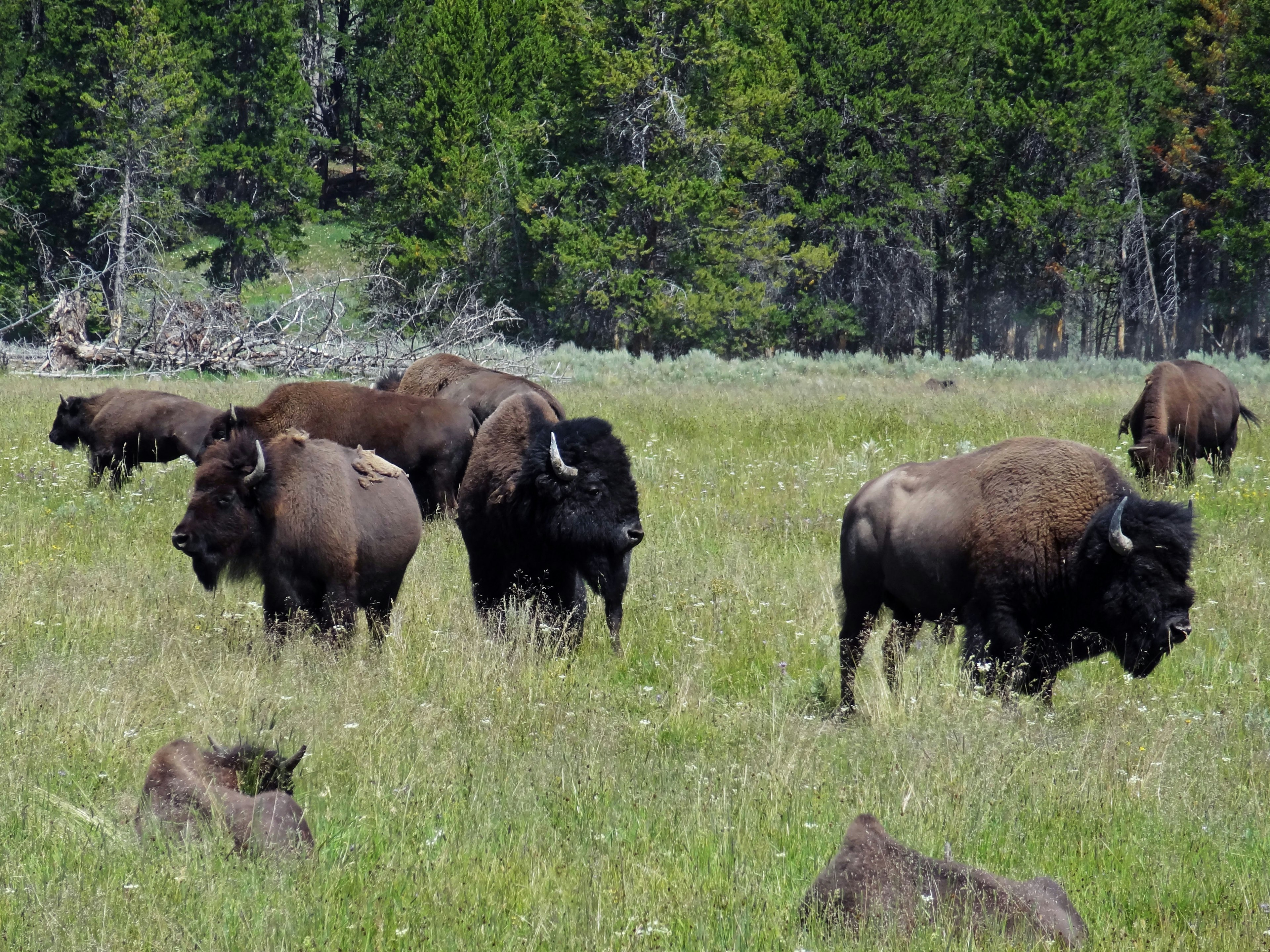 Una manada de bisontes pastando en un prado con un fondo de bosque