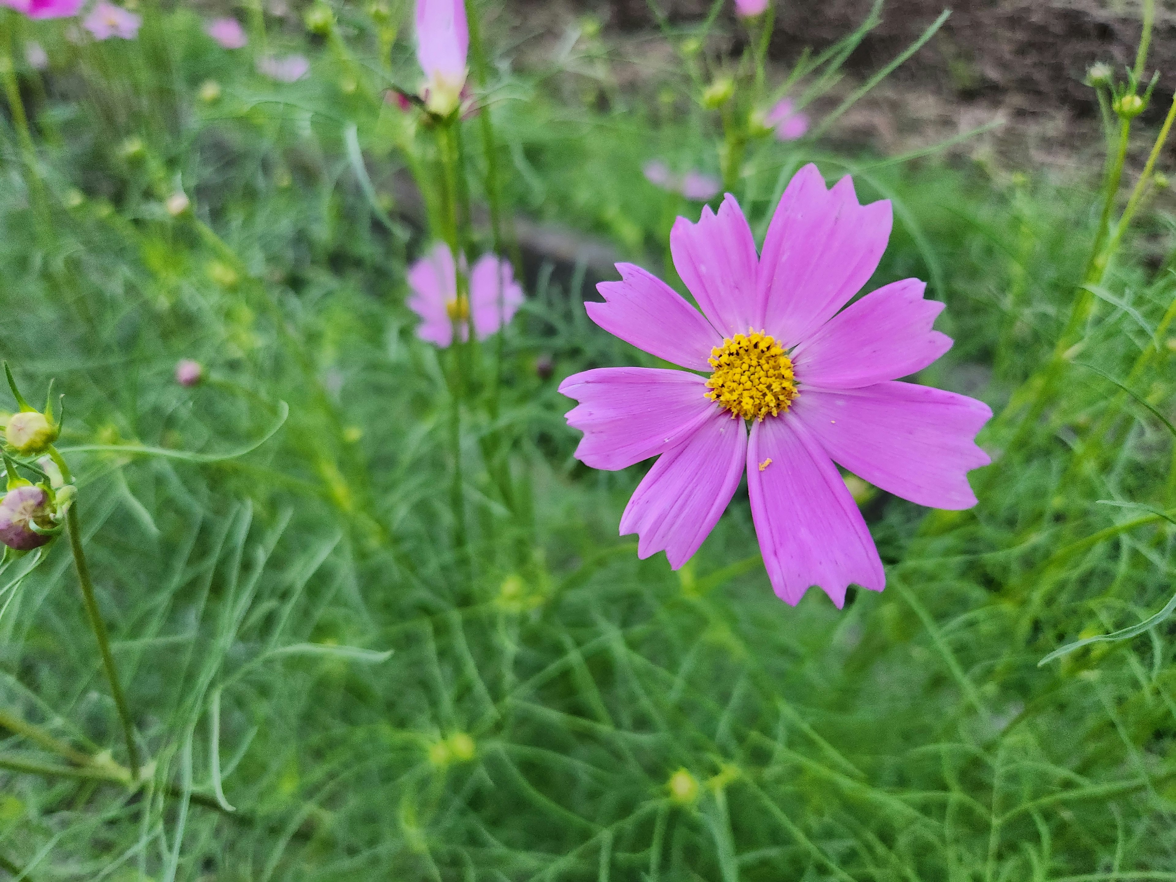 鮮やかなピンクのコスモスの花が緑の草の中に咲いている