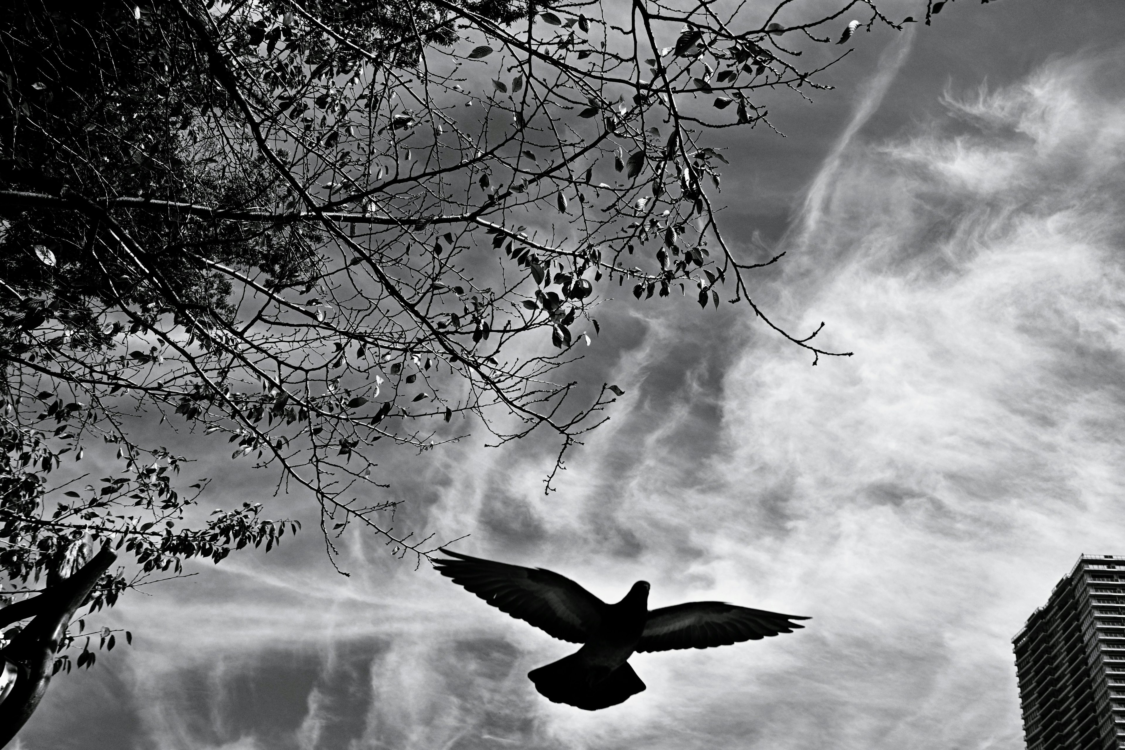 Un pájaro negro volando contra un fondo de nubes y ramas