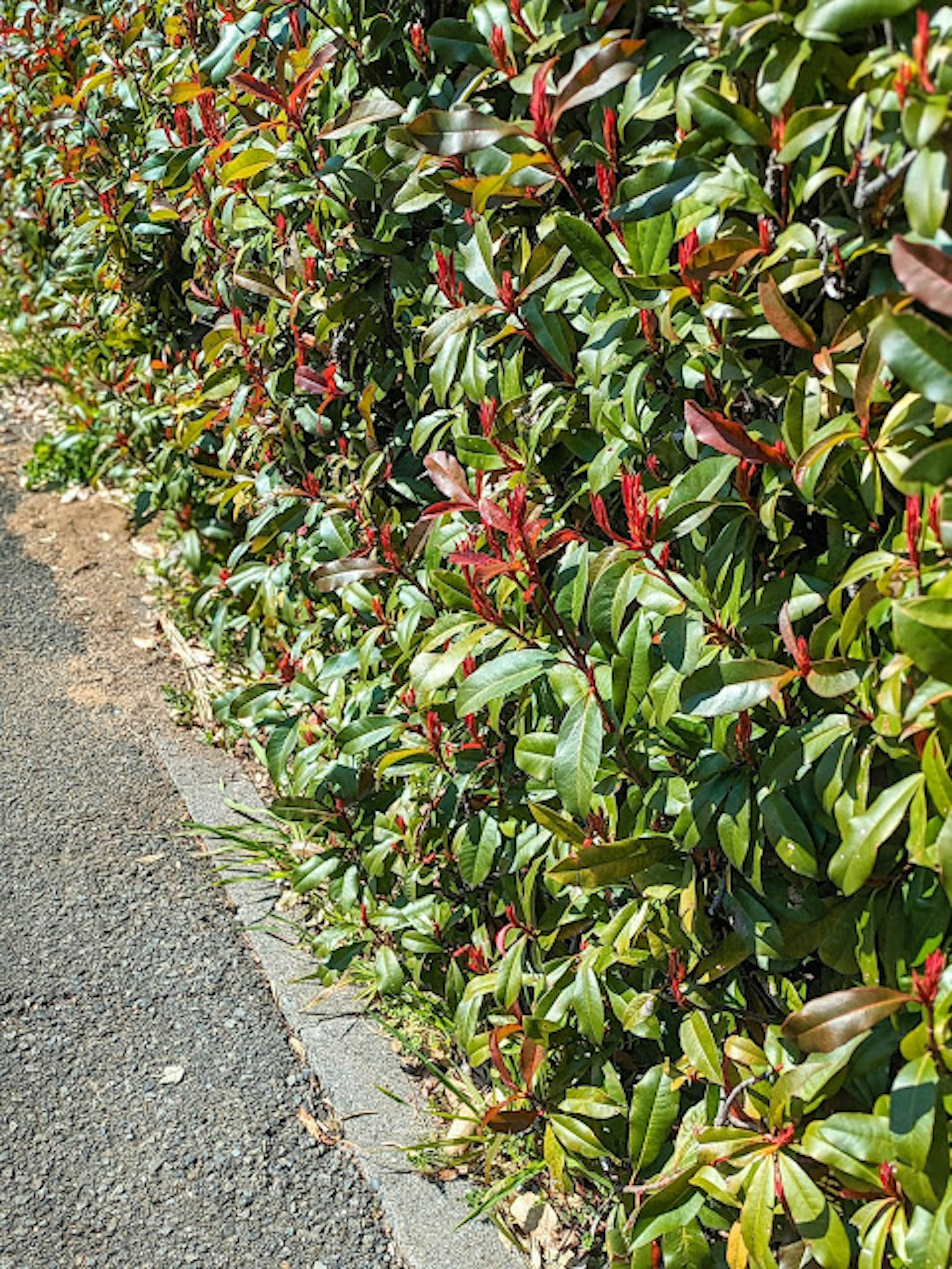 Side view of a hedge with green and red leaves