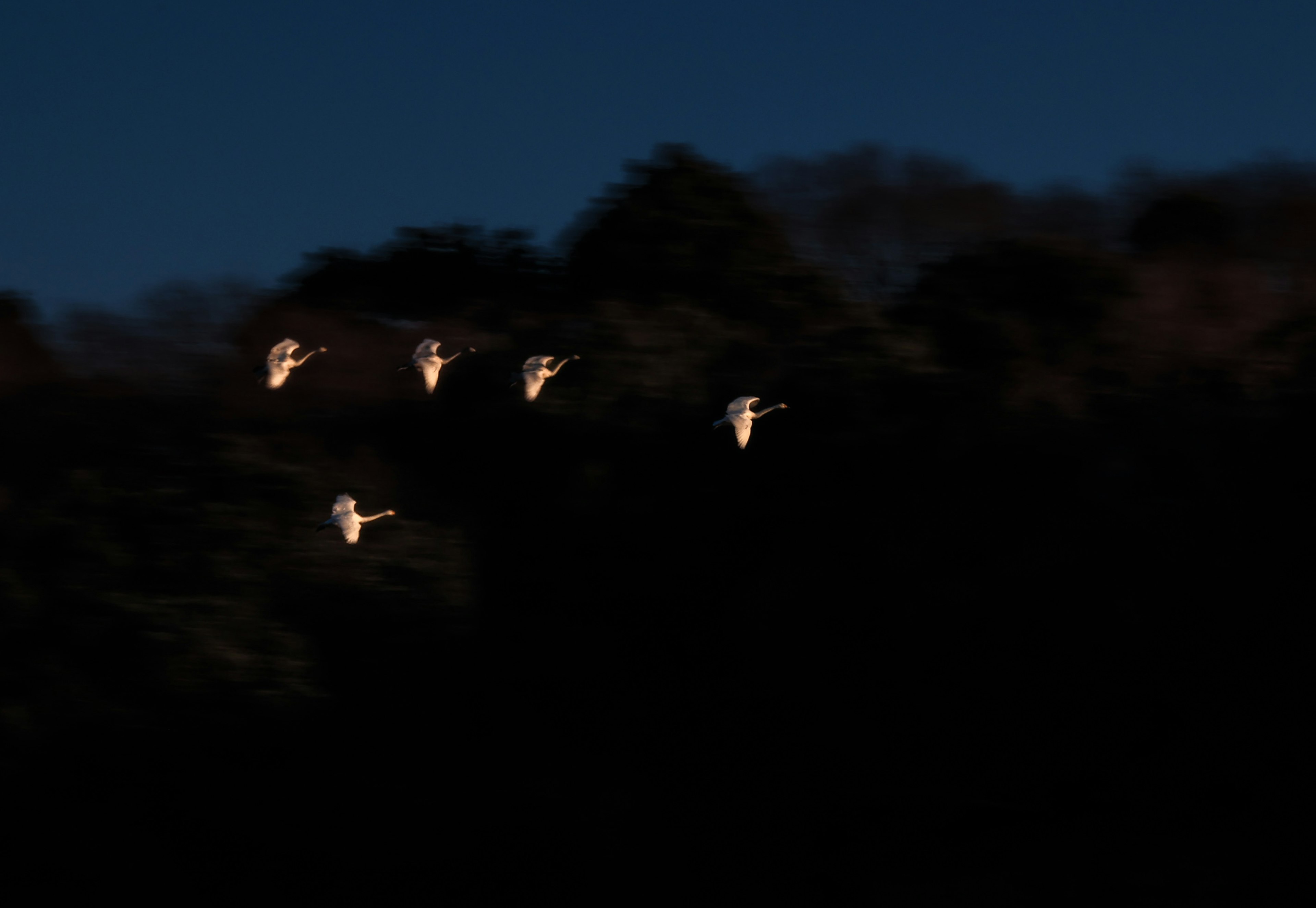 A flock of white birds flying against a dark background