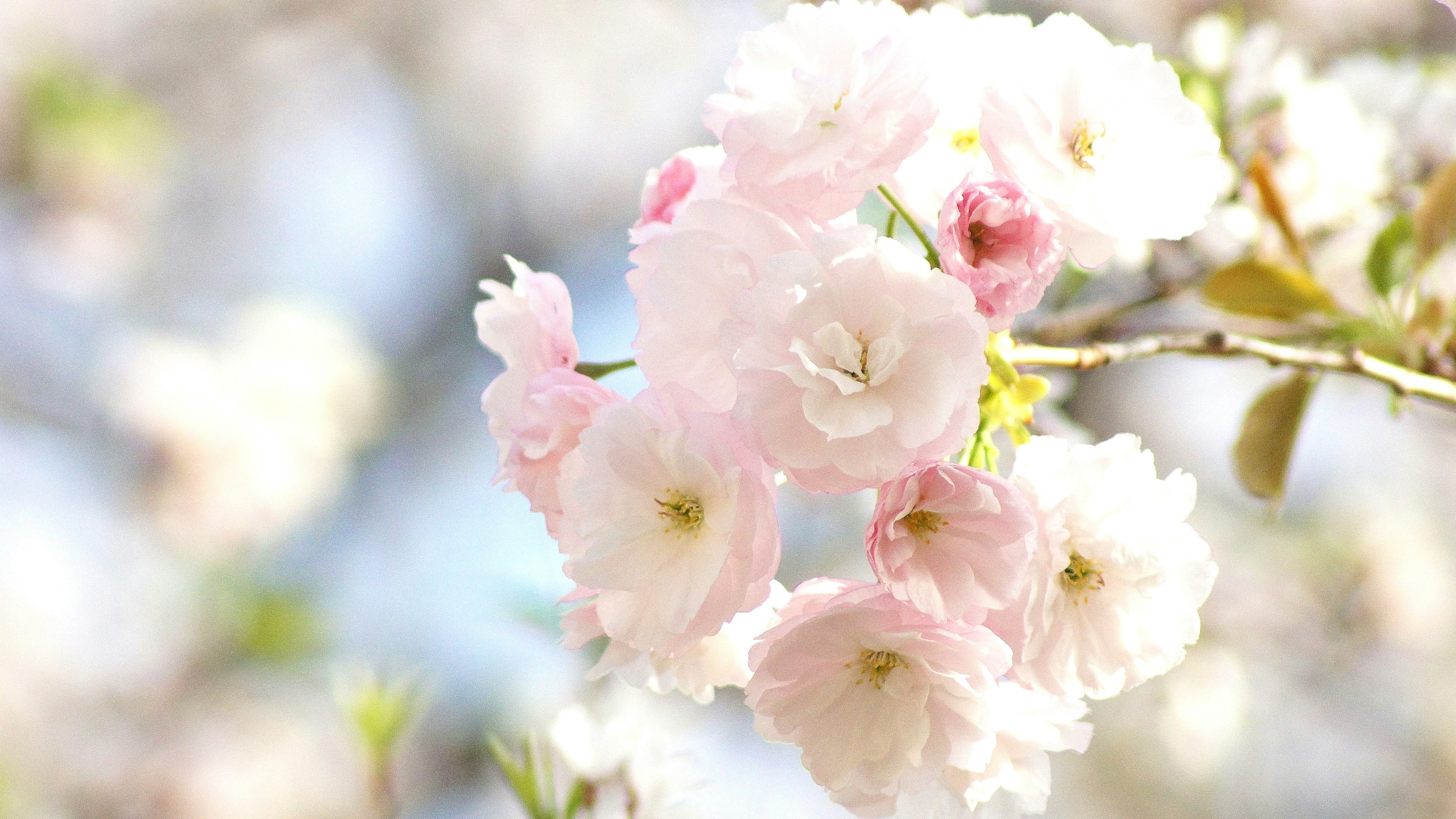 Close-up of cherry blossoms in bloom featuring delicate pink petals and a soft background