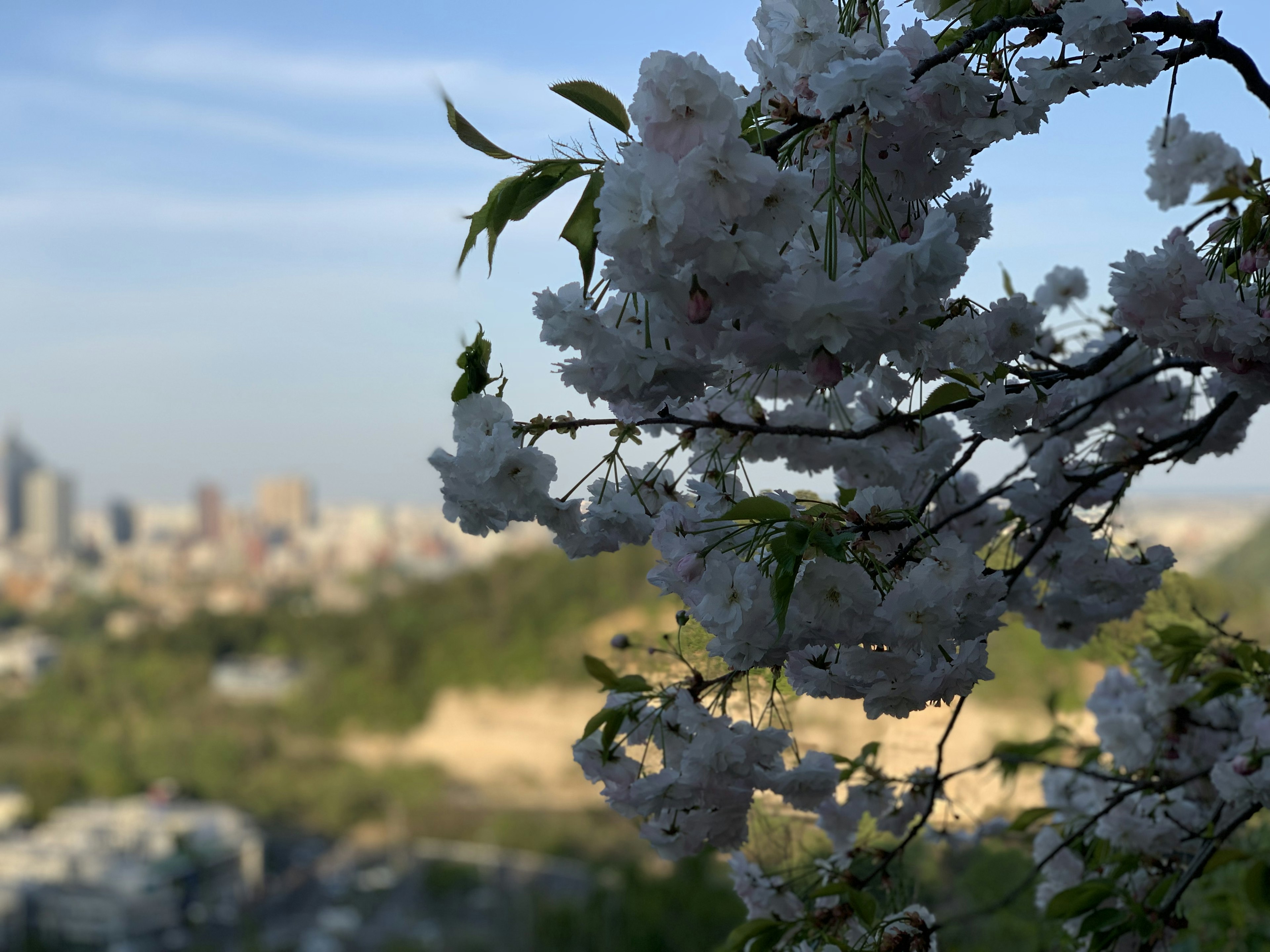 Flores de cerezo en flor con un horizonte urbano de fondo