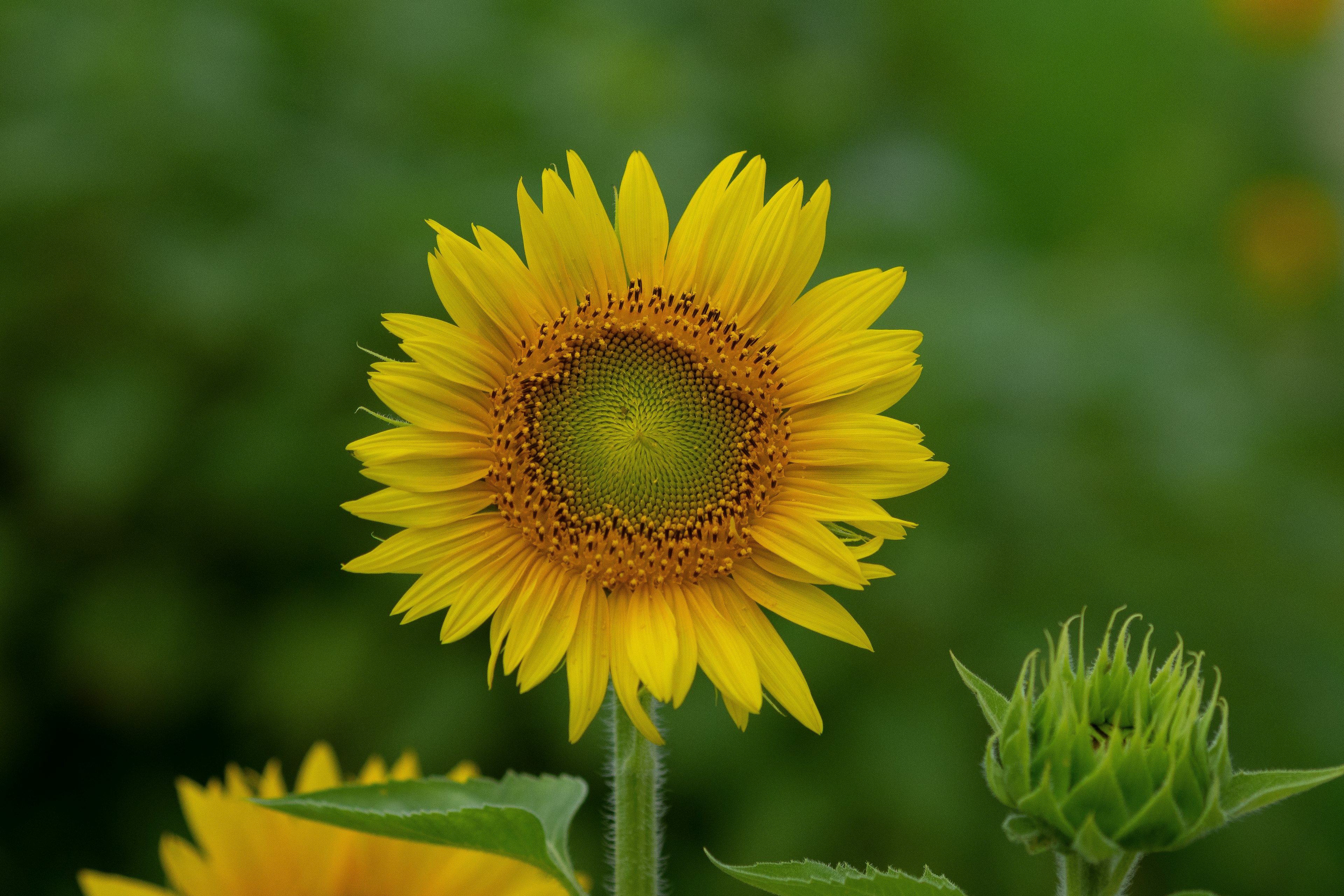 Un tournesol jaune vif en pleine floraison sur fond vert