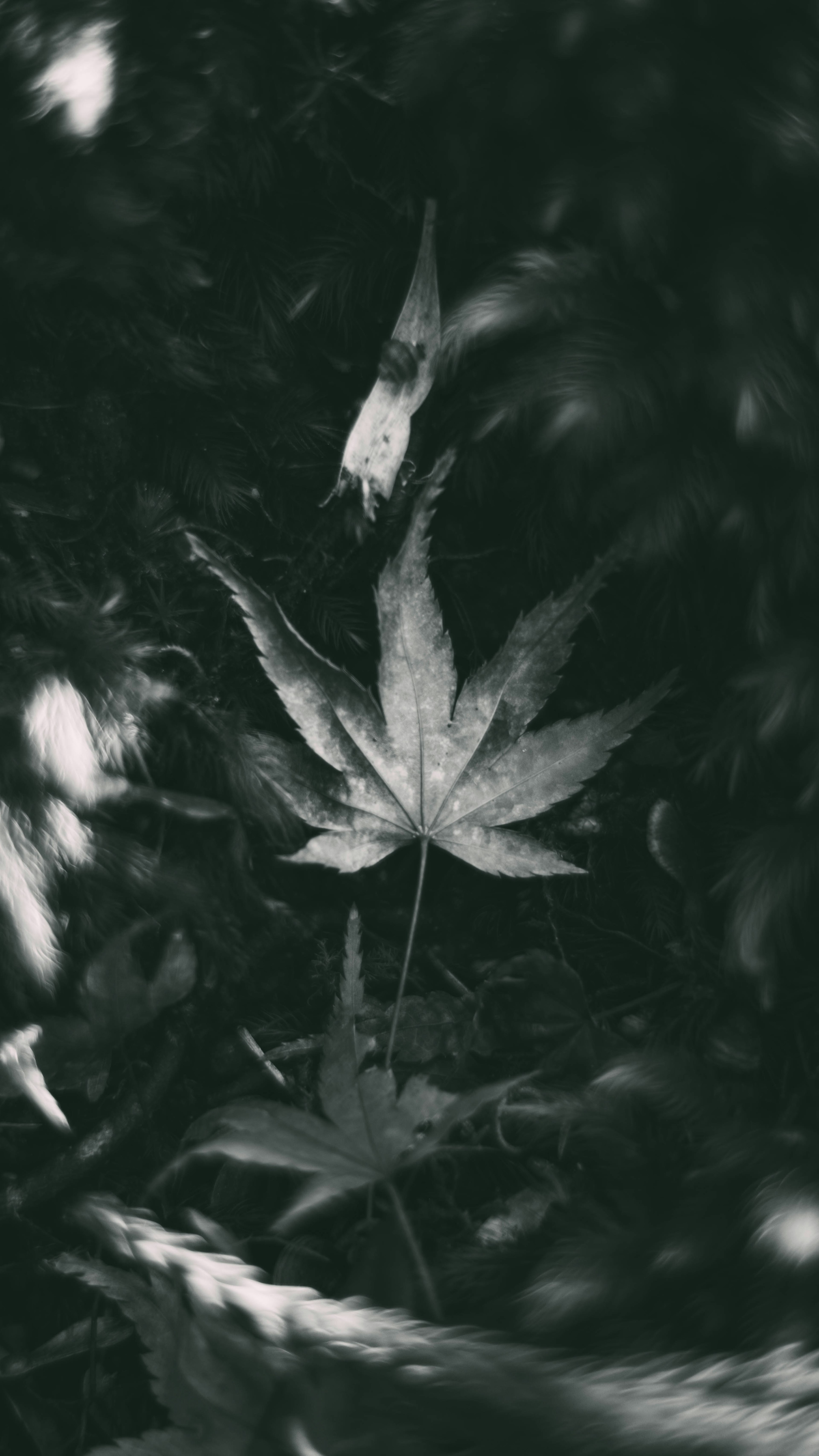 Close-up of a leaf against a dark background