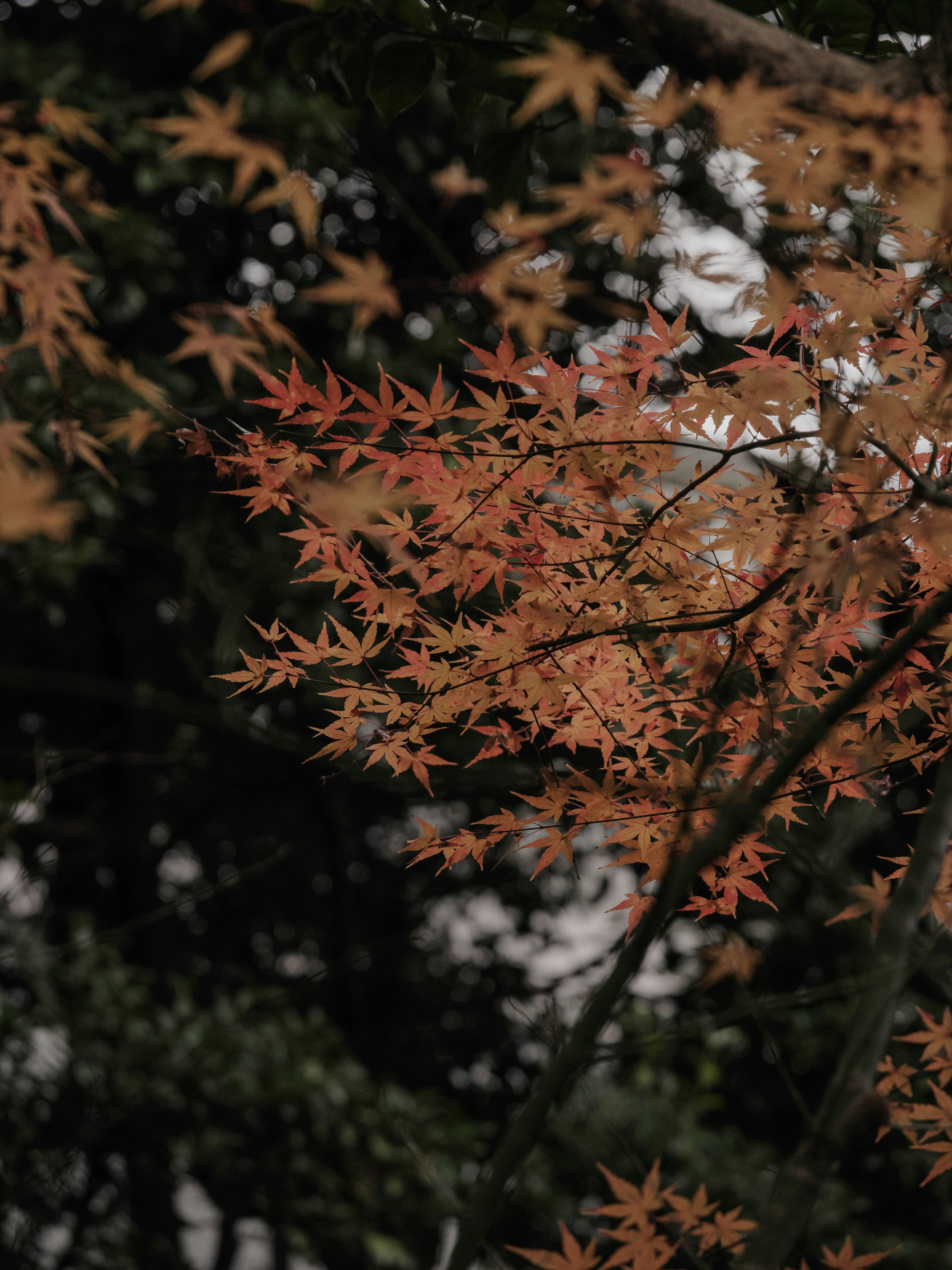 Ahornblätter in Rot- und Orangetönen breiten sich über die Baumäste in einer herbstlichen Szene aus