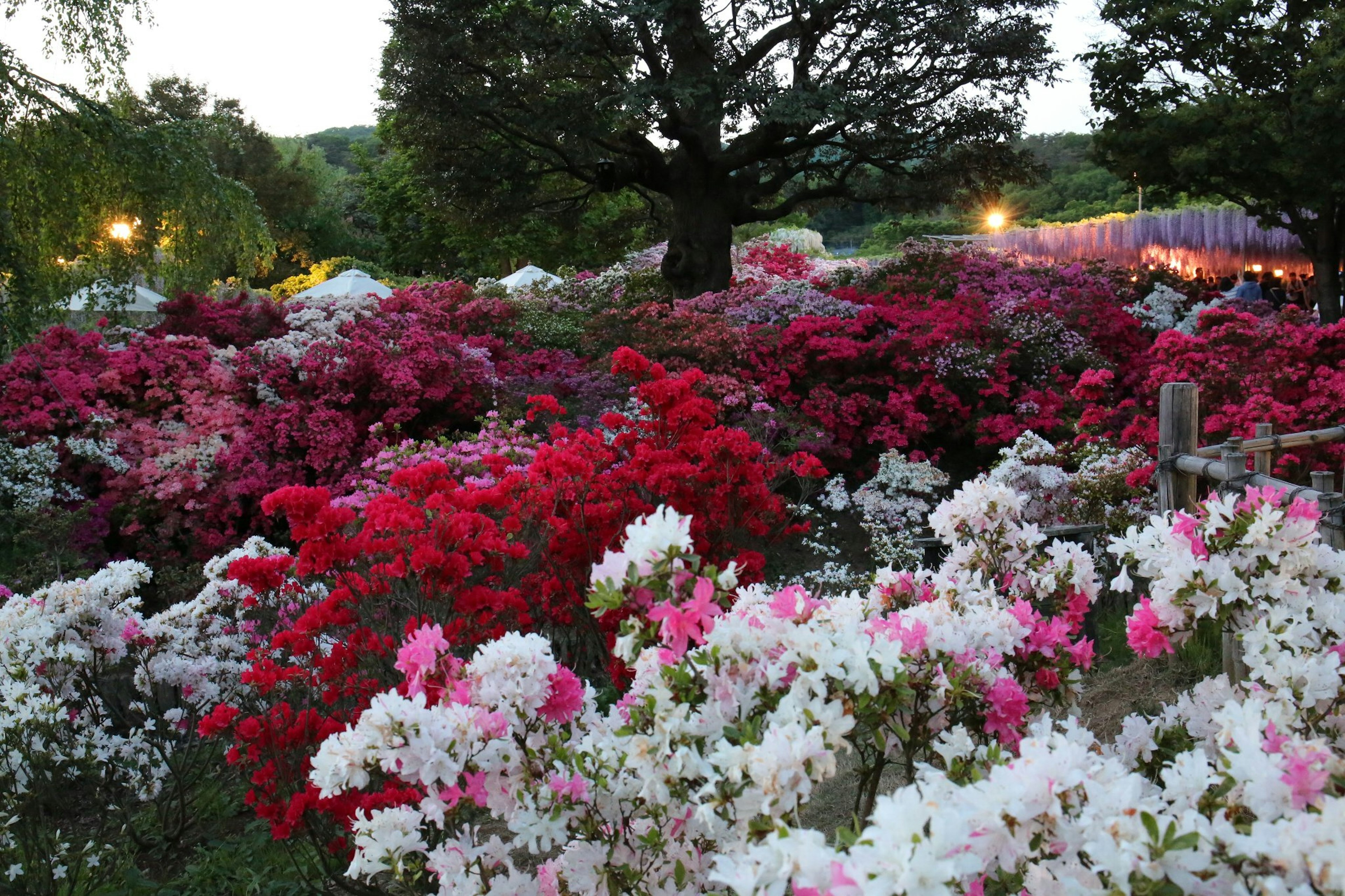 色彩繽紛的杜鵑花園