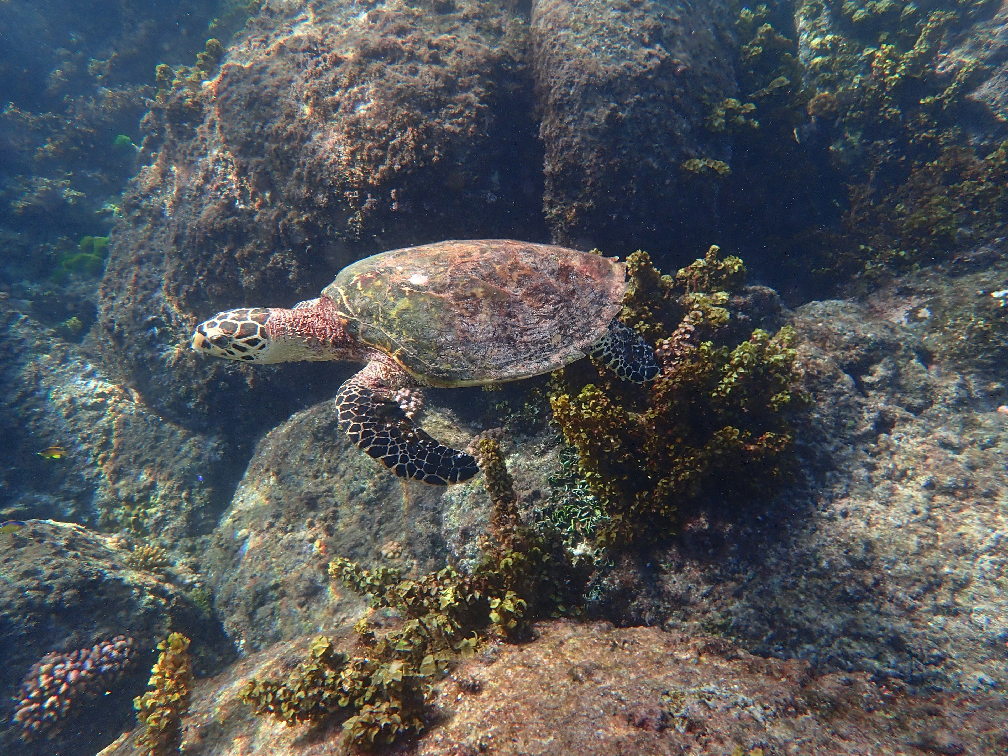 Sea turtle swimming near rocks and coral