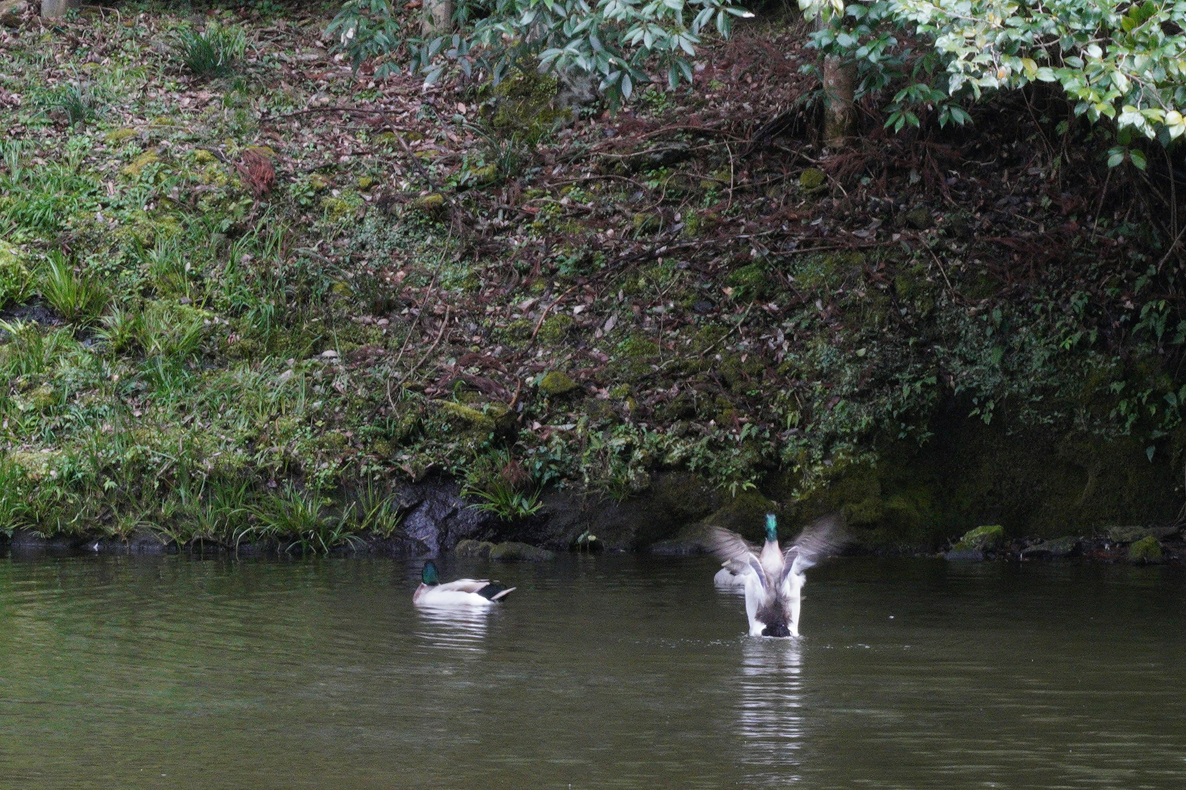 A scene of a duck flapping its wings and another duck swimming quietly on the water