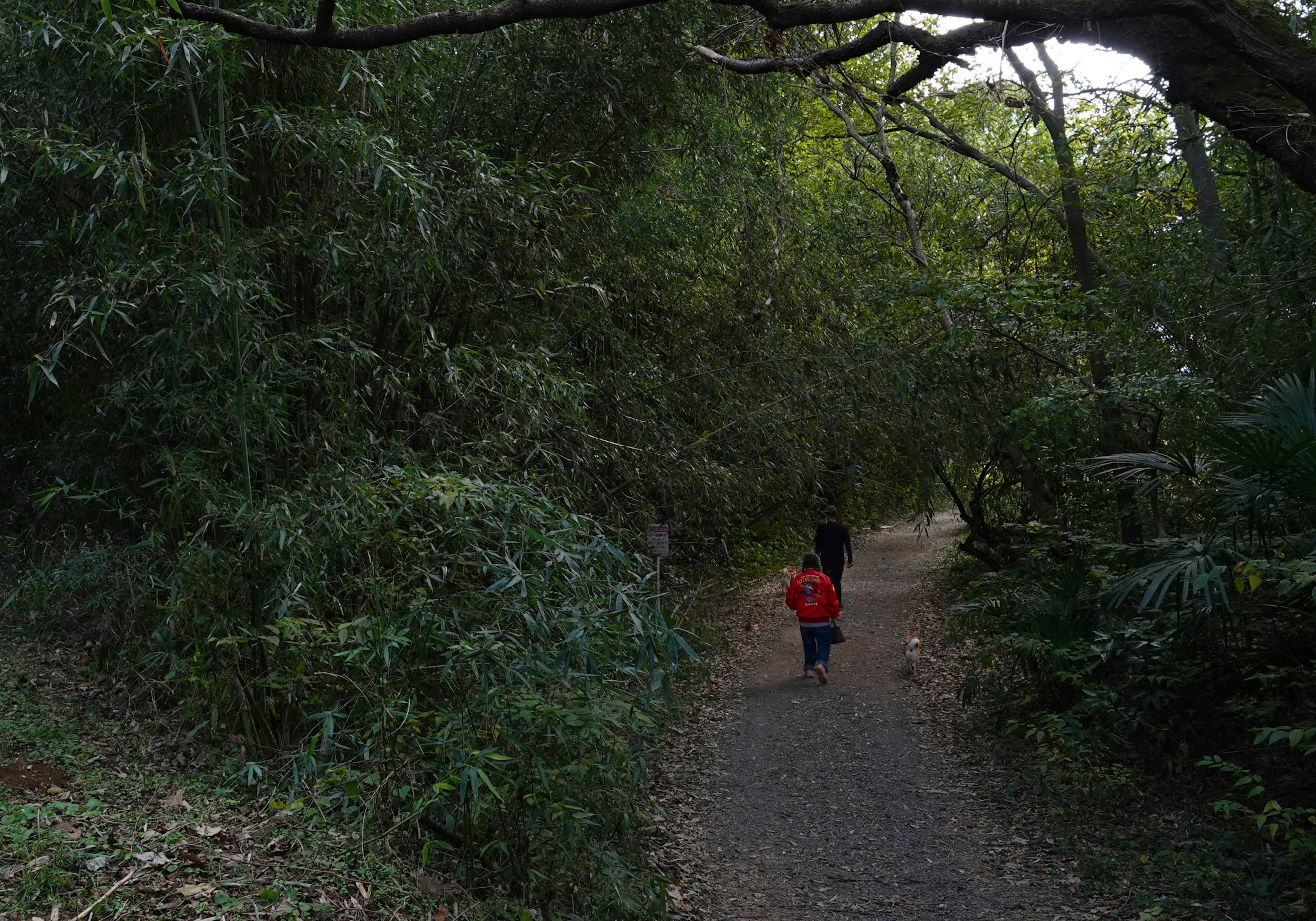 Silhouette eines Elternteils und eines Kindes, das auf einem üppigen Waldweg geht