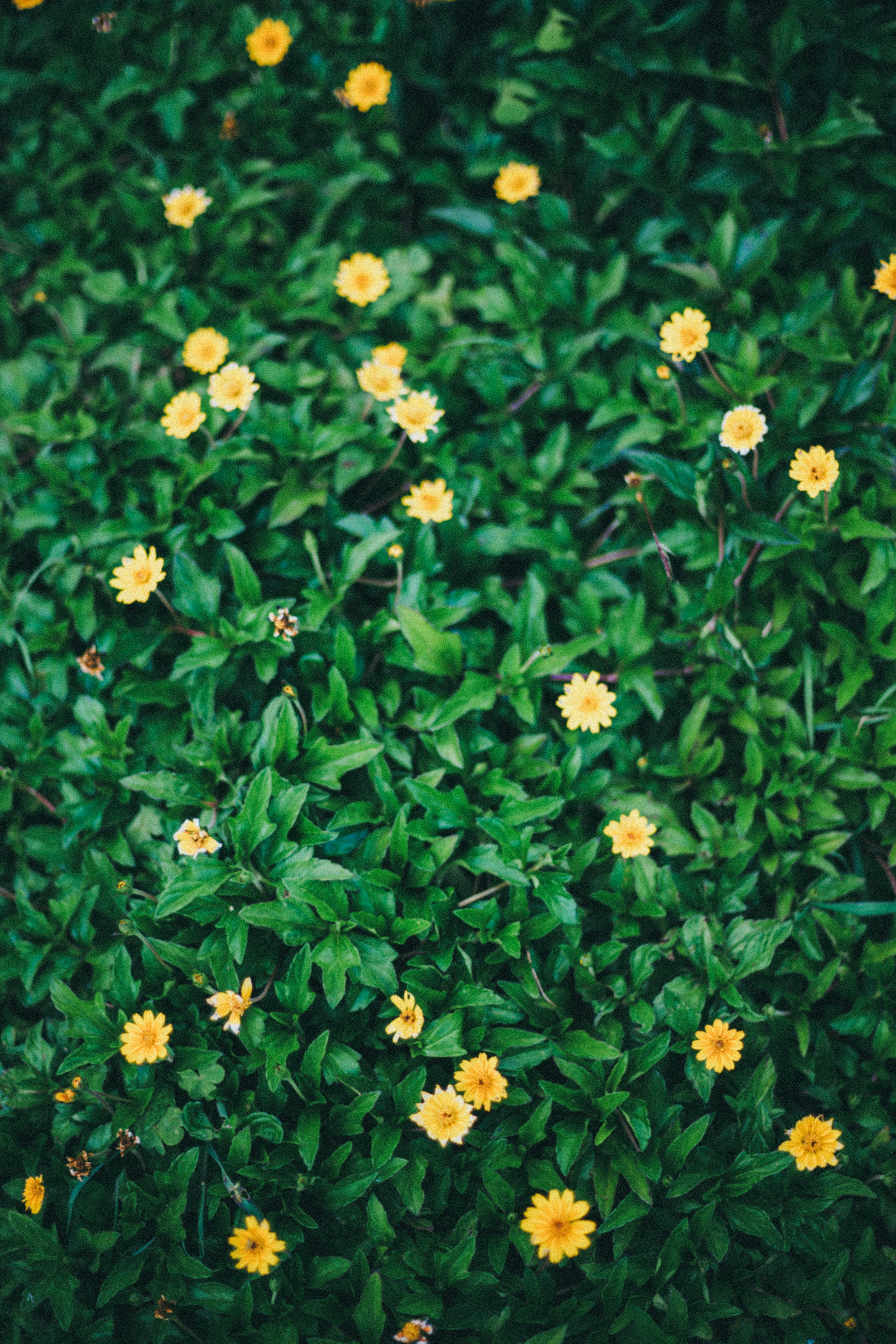 Eine Landschaft mit gelben Blumen, die zwischen grünen Blättern verstreut sind