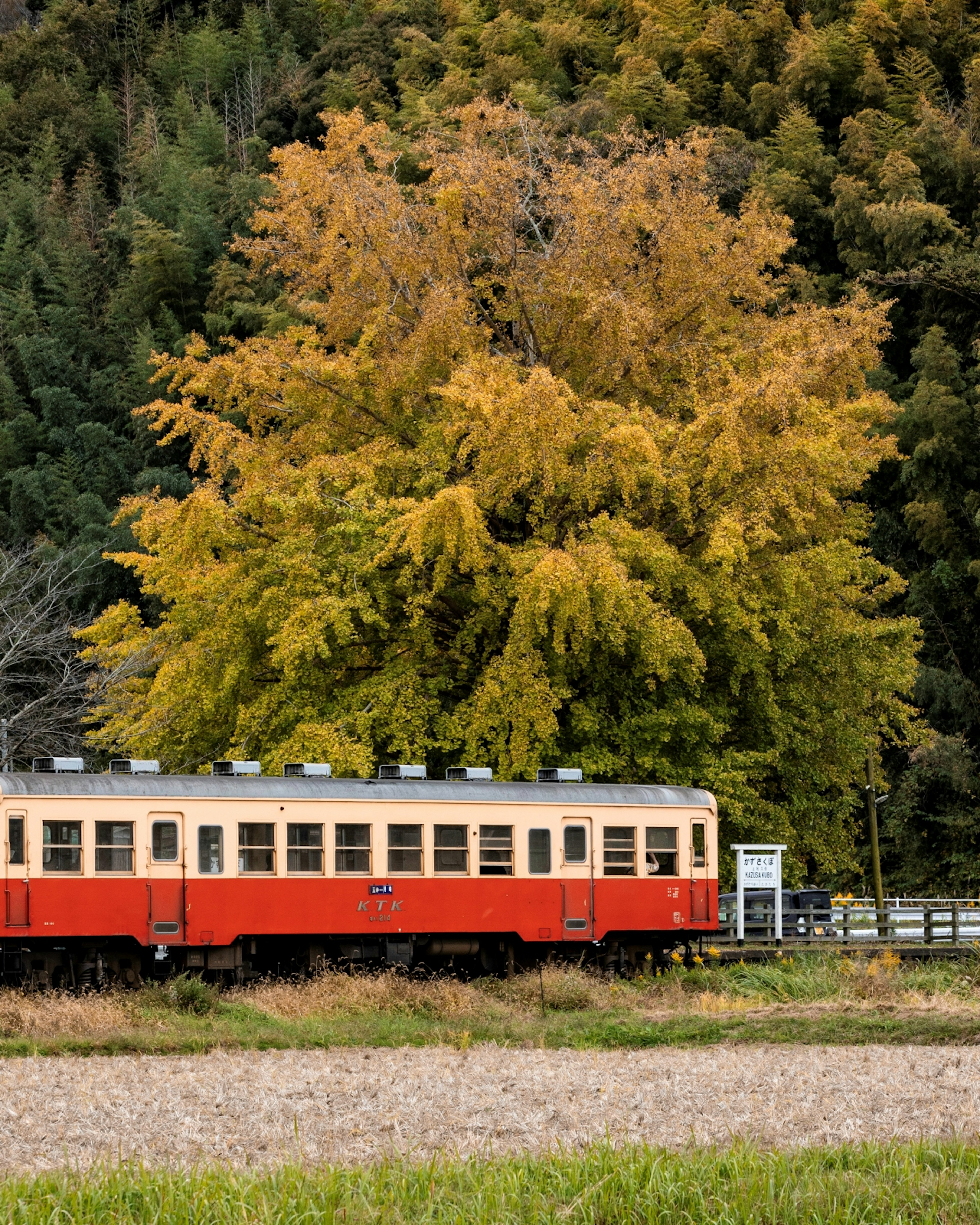 秋の色に染まった大きなイチョウの木とオレンジ色の列車が並ぶ風景