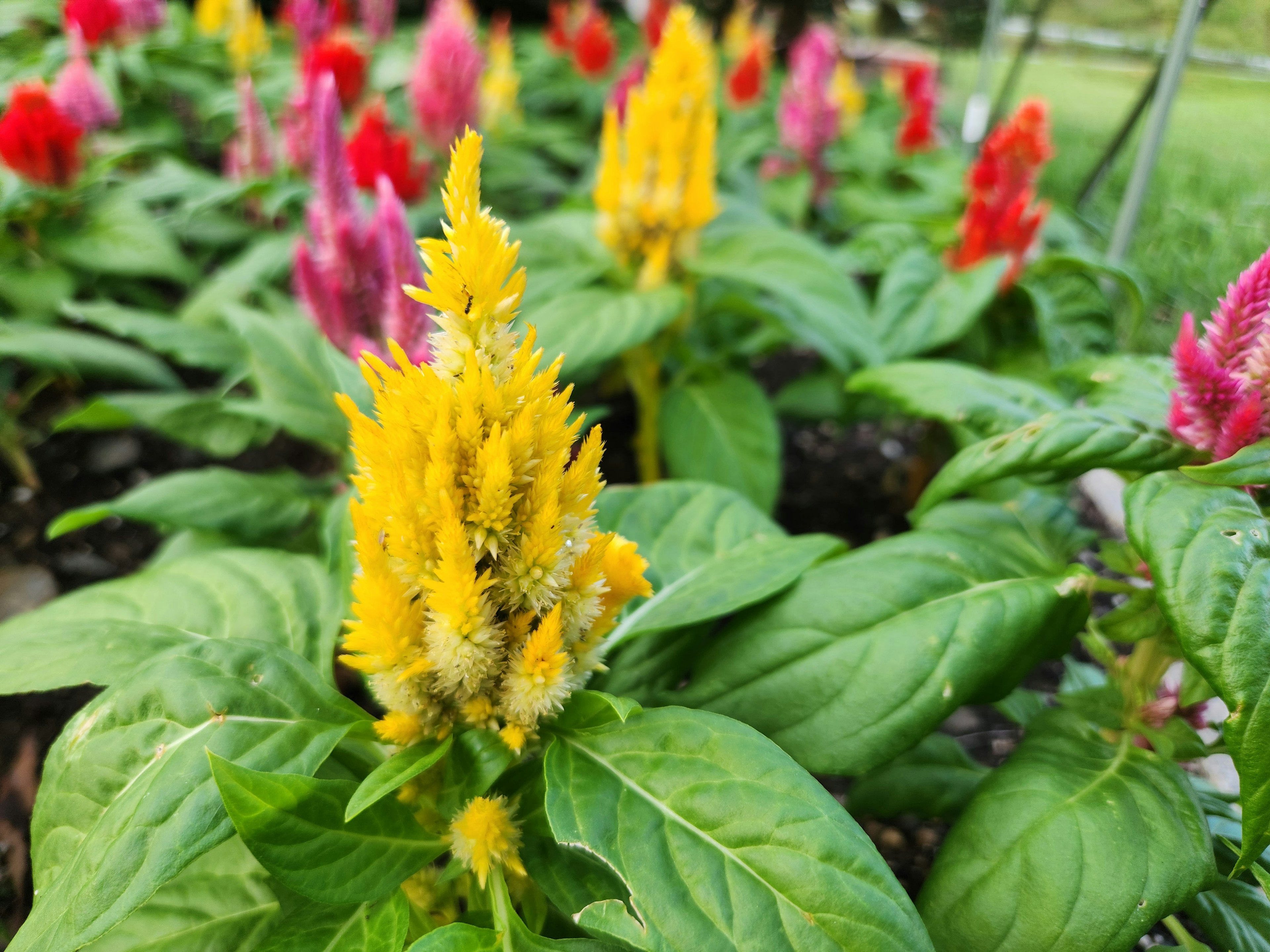 Fiori di celosia vibranti in giallo, rosso e rosa circondati da foglie verdi