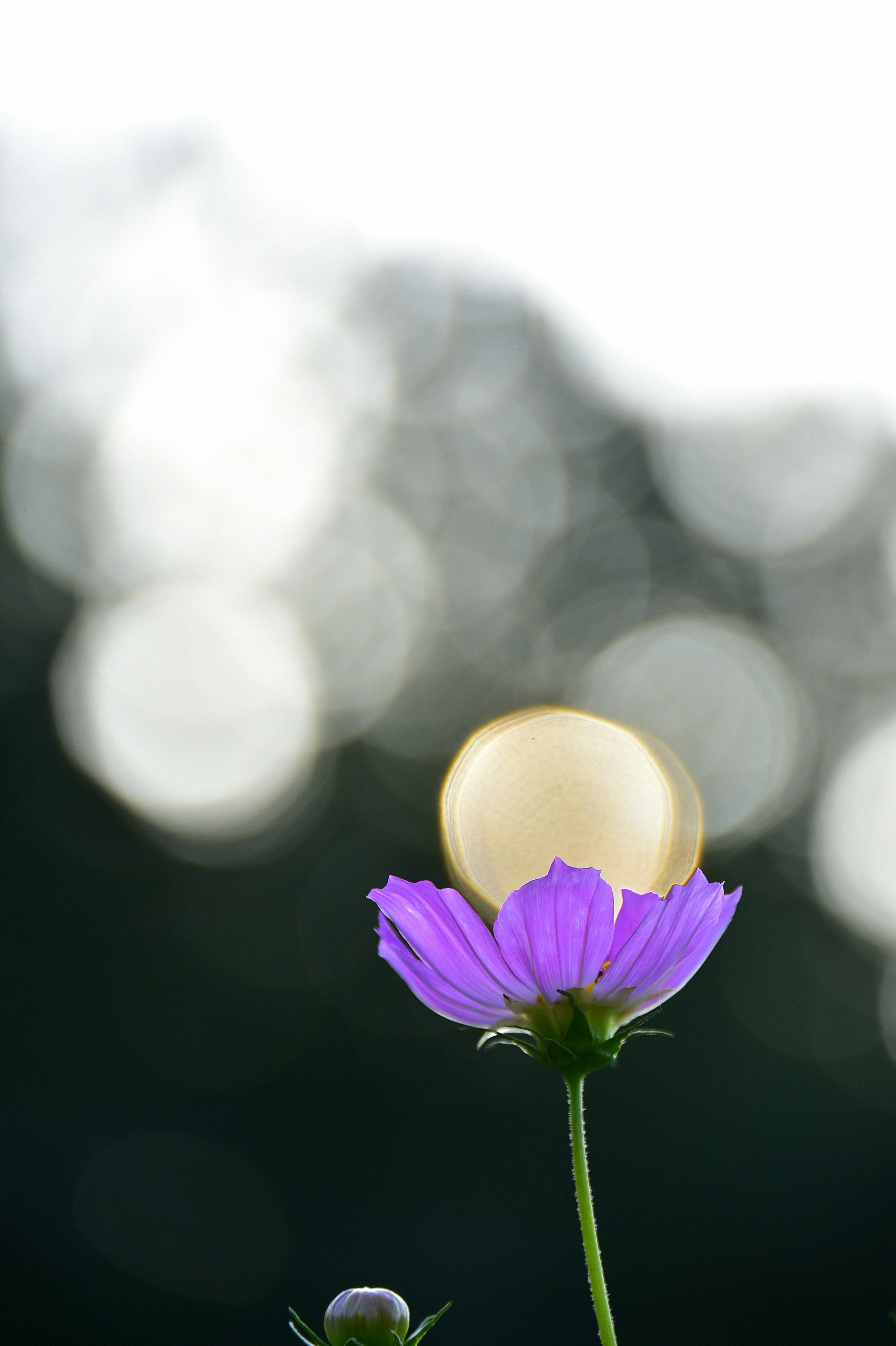 Flor morada con luz de fondo suave