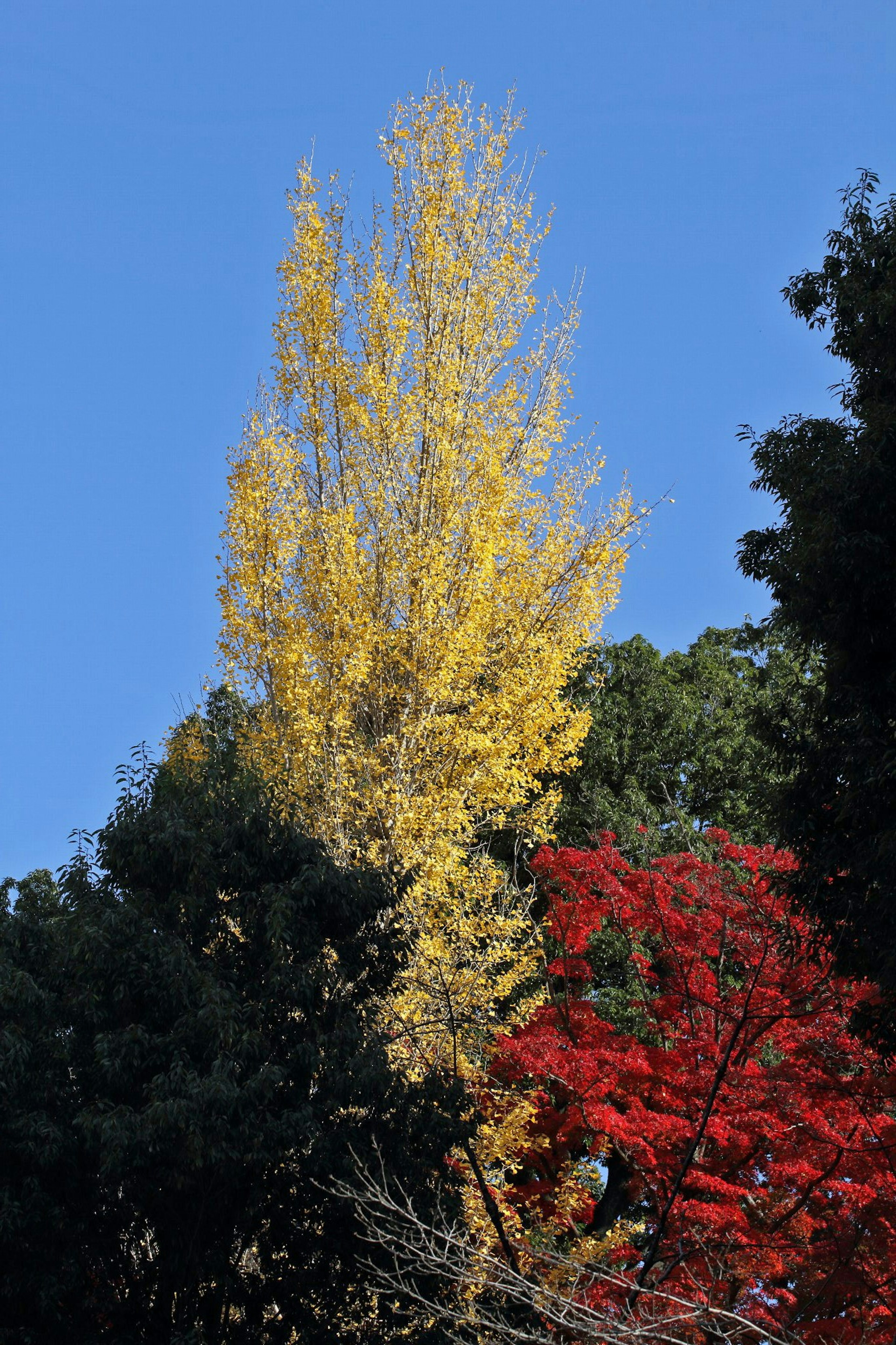 Tall yellow ginkgo tree against a clear blue sky with red foliage nearby