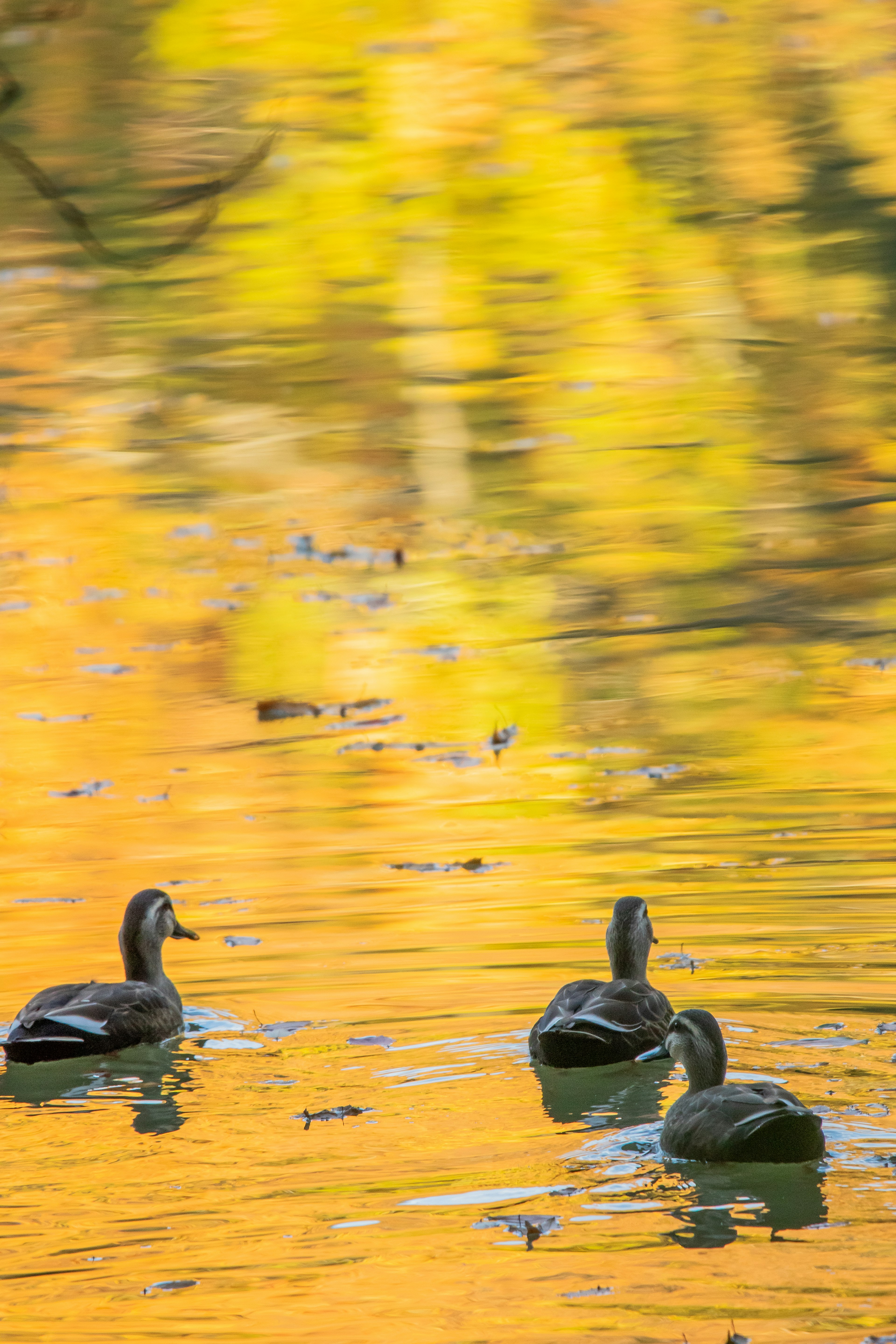 Tre anatre che nuotano in un lago con riflessi gialli vivaci