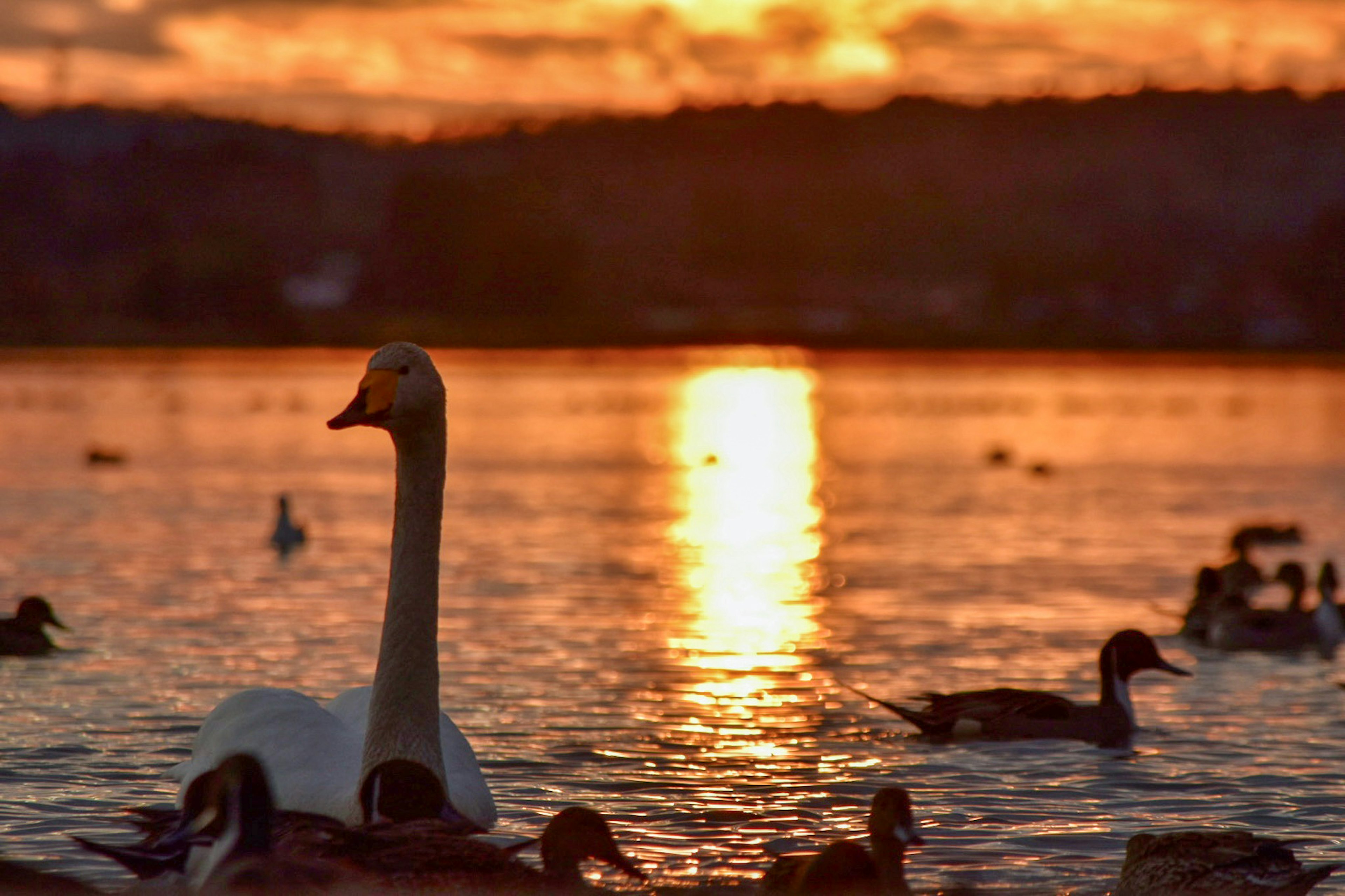 Cigno e anatre che nuotano nell'acqua al tramonto