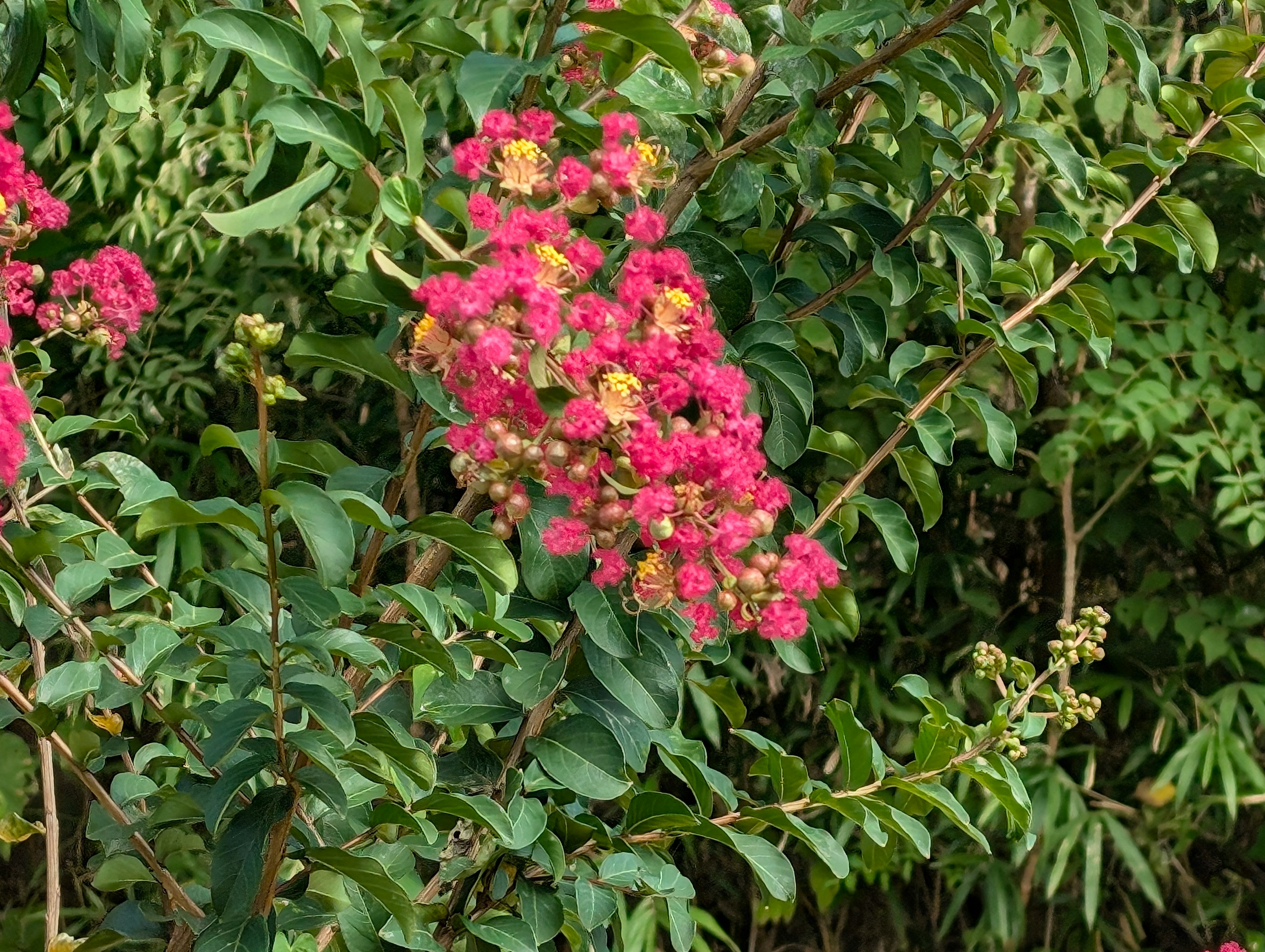 Sebuah cabang dengan bunga merah muda cerah dikelilingi daun hijau