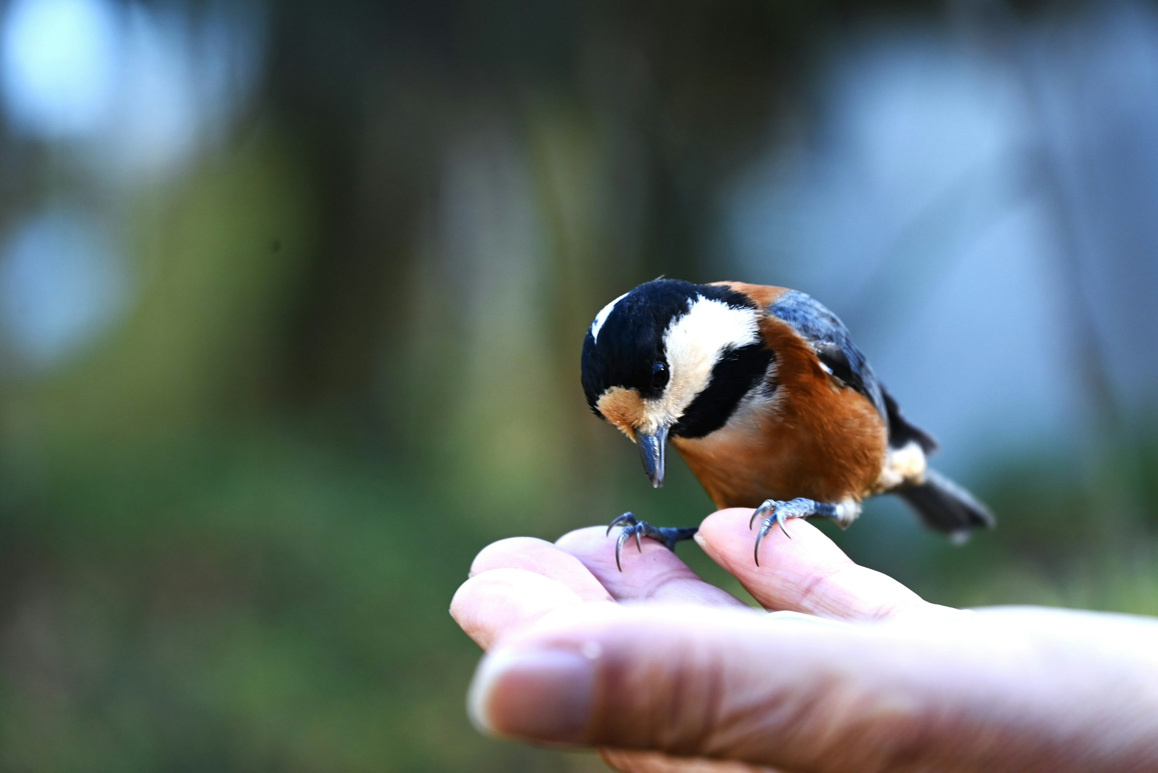 Ein kleiner Vogel sitzt auf einer Hand und schaut nach vorne