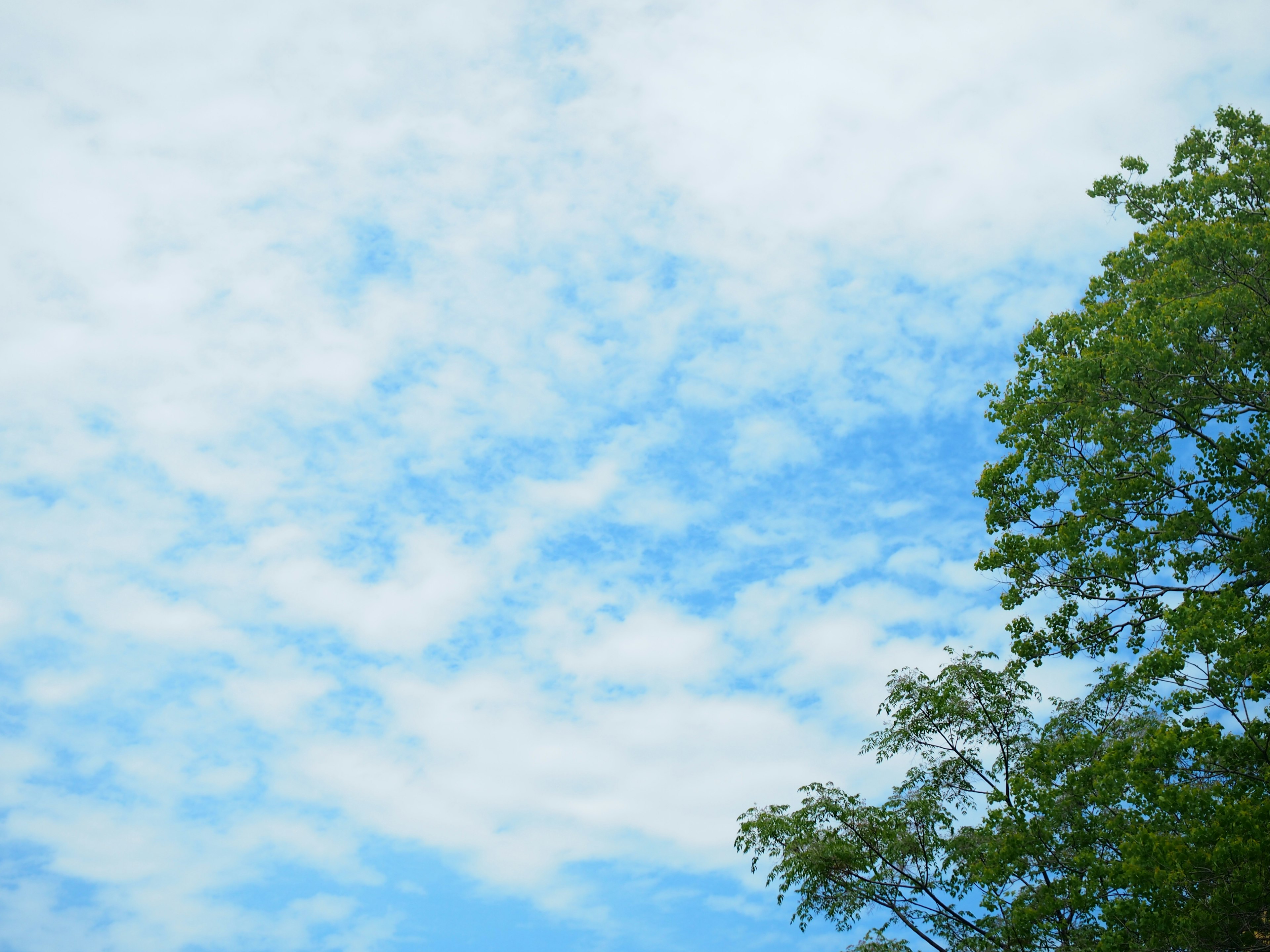 Landschaft mit blauem Himmel und weißen Wolken sowie einem grünen Baum