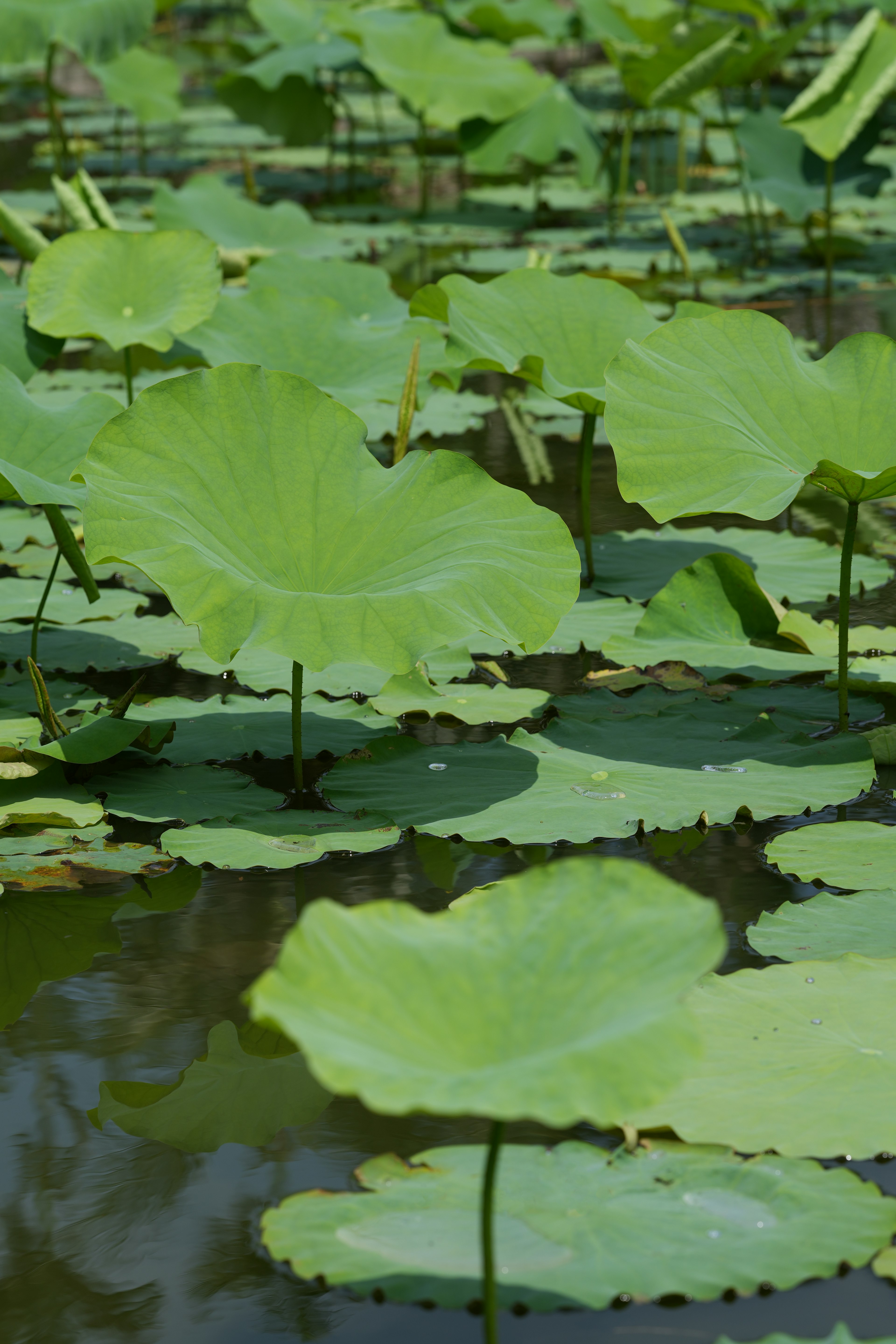 Feuilles de lotus vertes s'étendent à la surface de l'eau