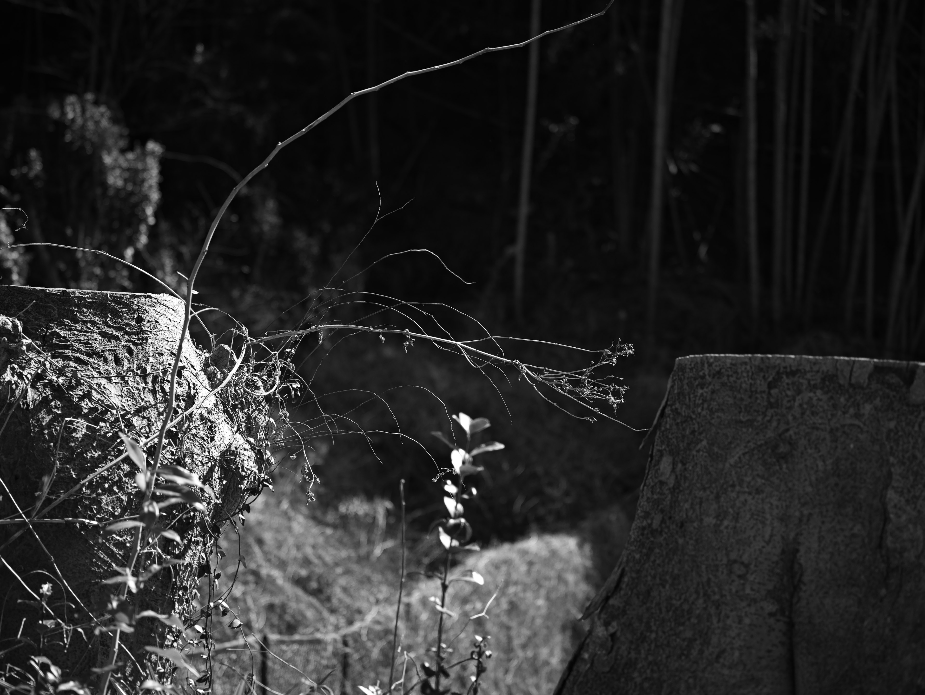 Escena en blanco y negro con un tocón de árbol y ramas de planta delgadas