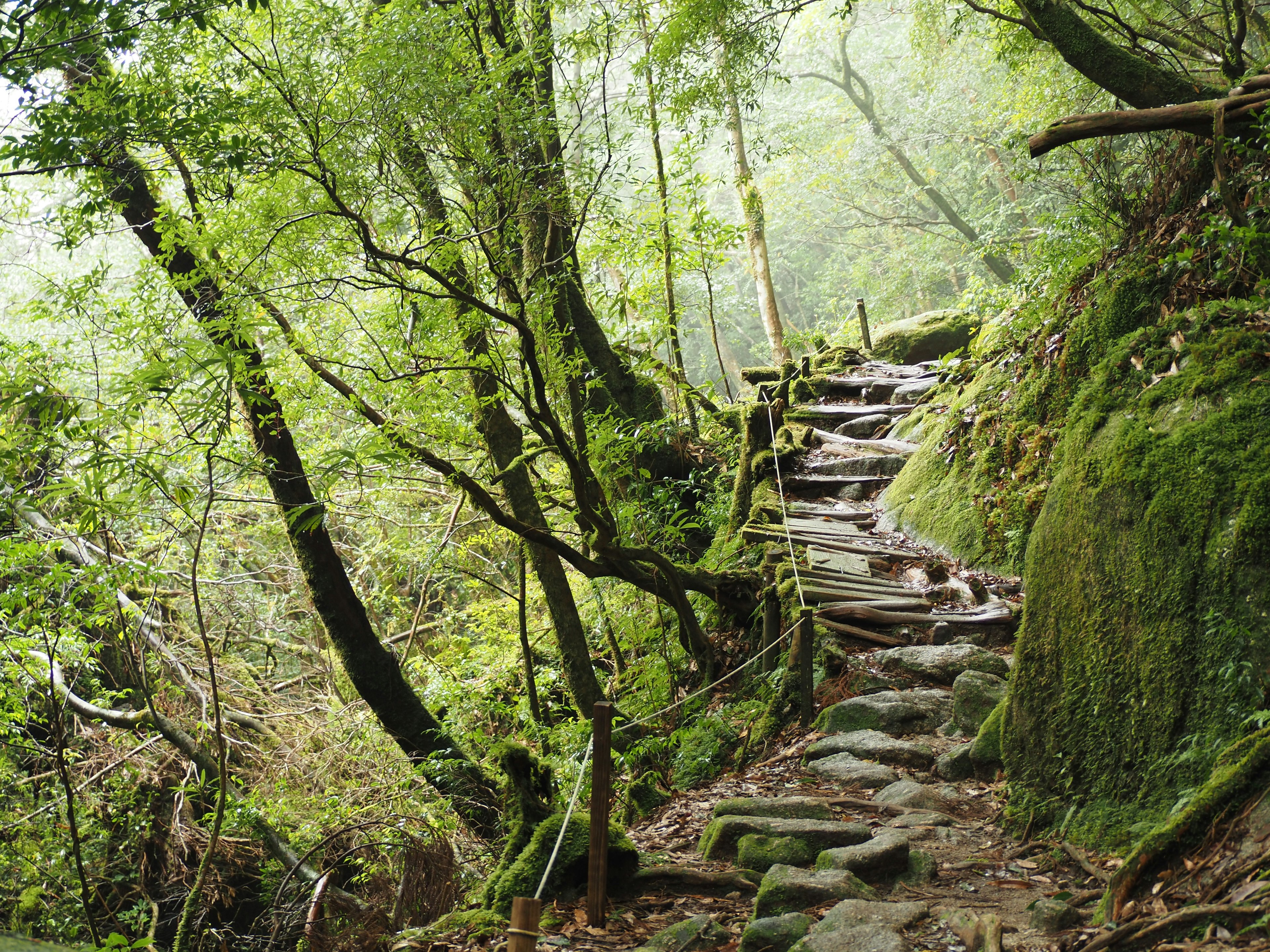 Stone steps winding through a lush green forest with trees