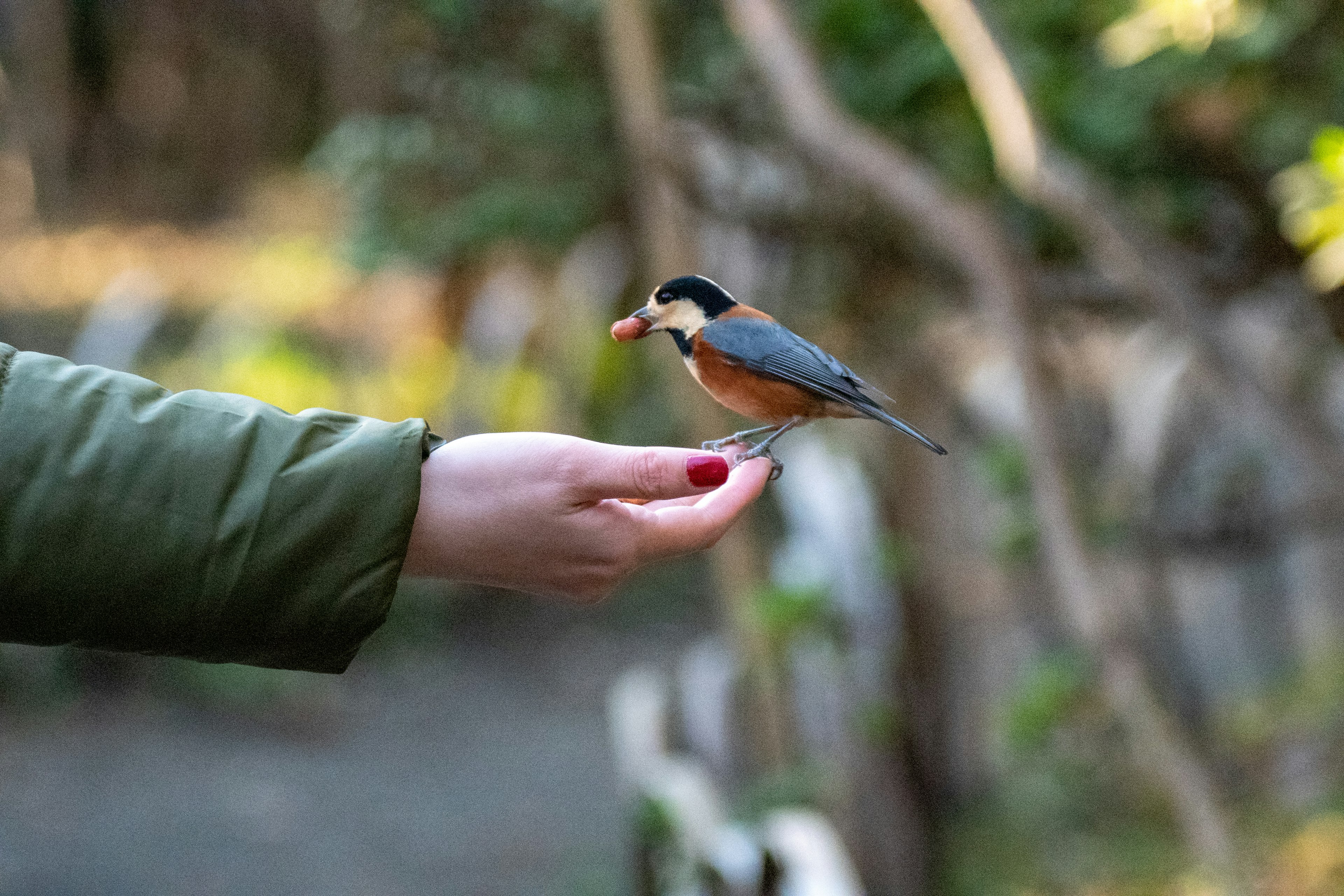 Un pequeño pájaro posado en una mano con un fondo verde