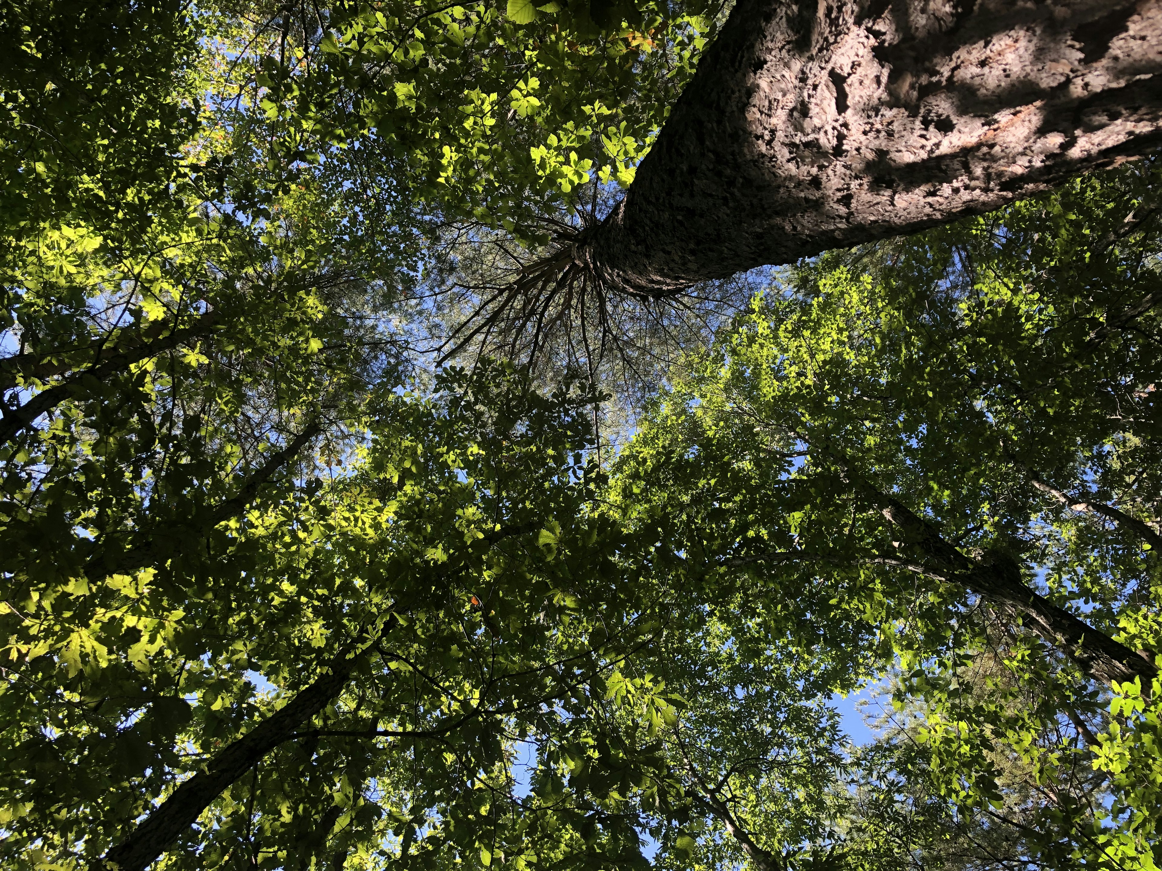 木々の間から空を見上げる緑豊かな森林の景色