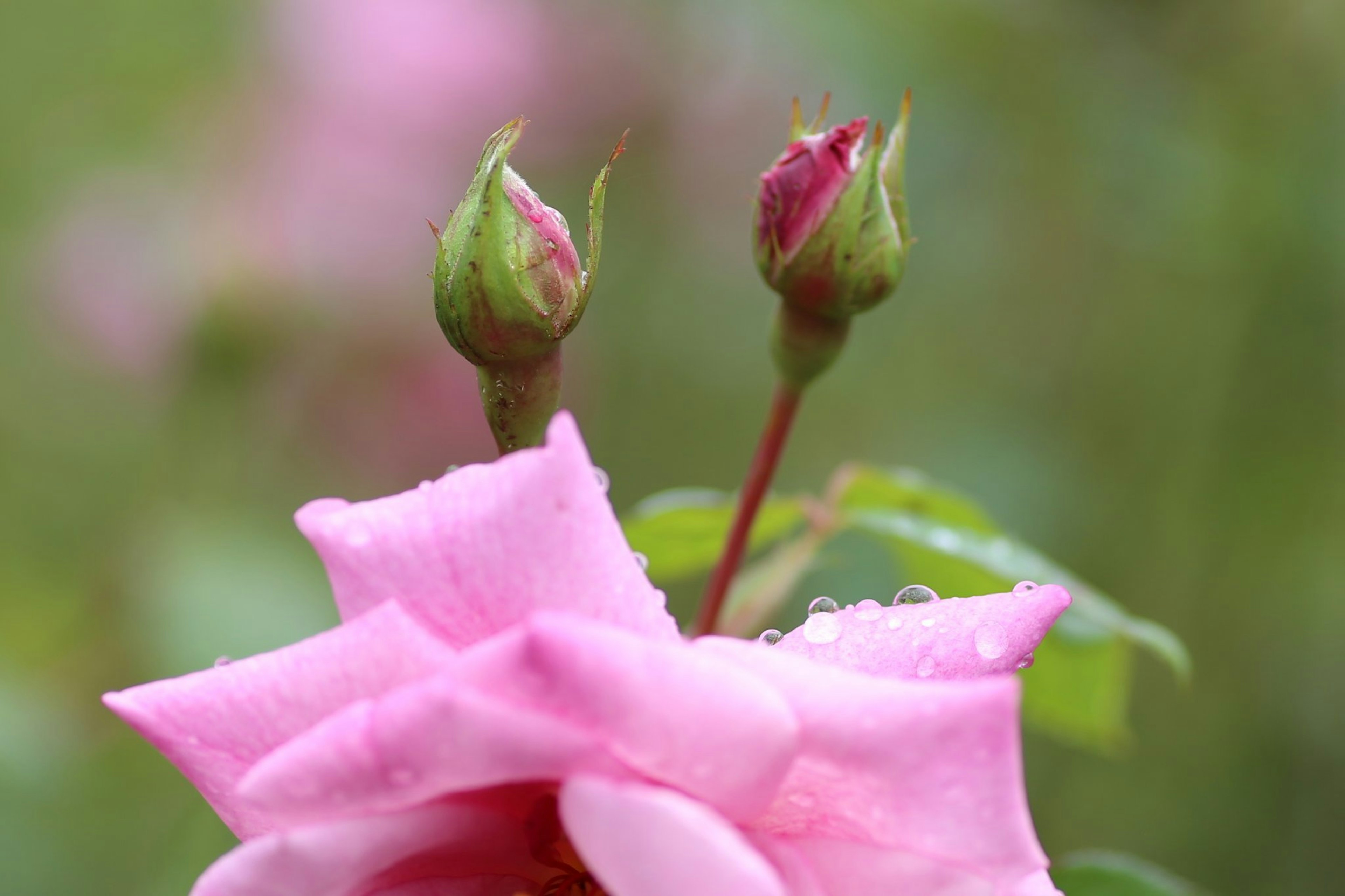 Bella rosa rosa con due boccioli vicini in un ambiente naturale