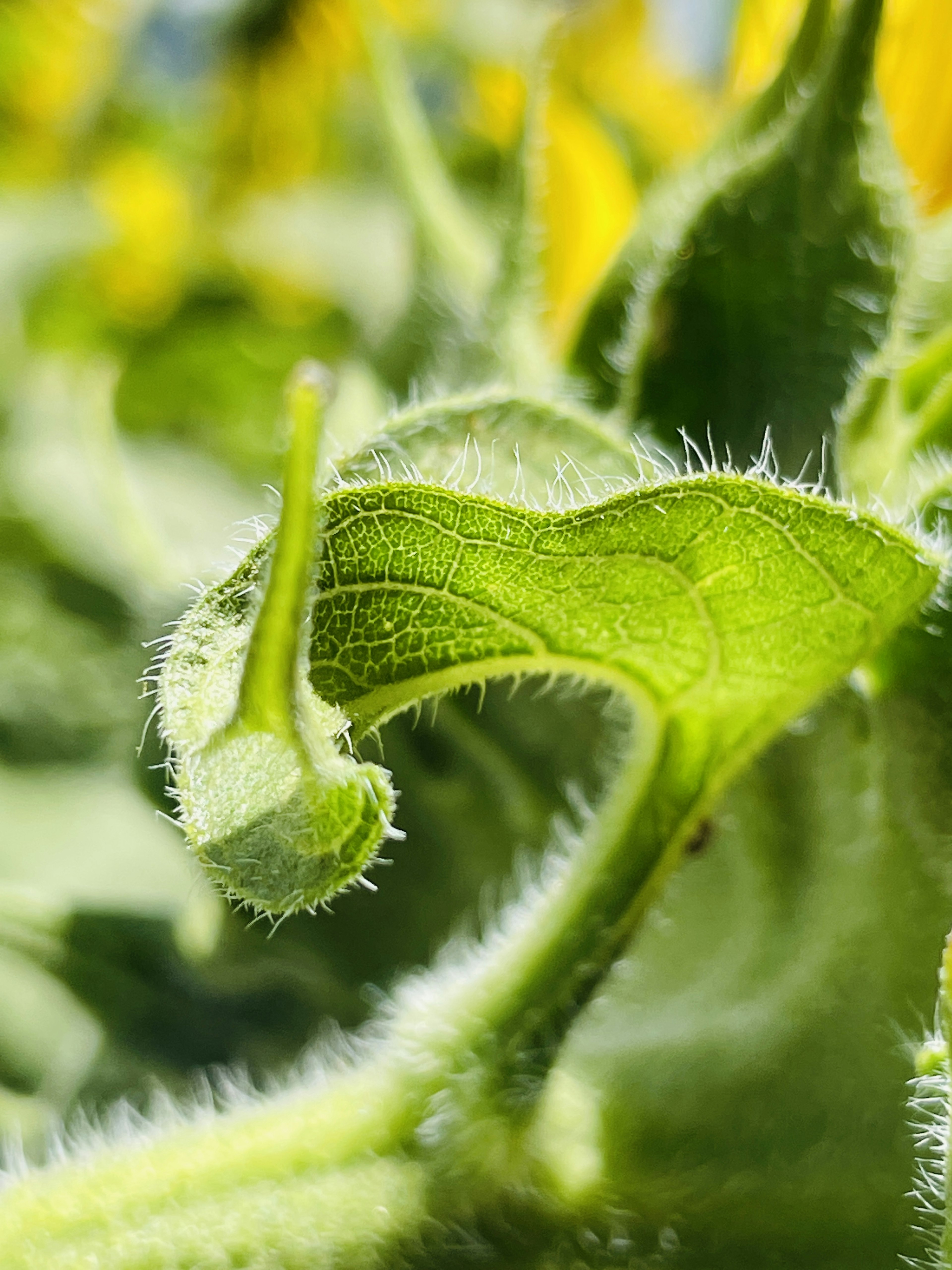 Primo piano di una foglia verde e di un bocciolo con peli sottili