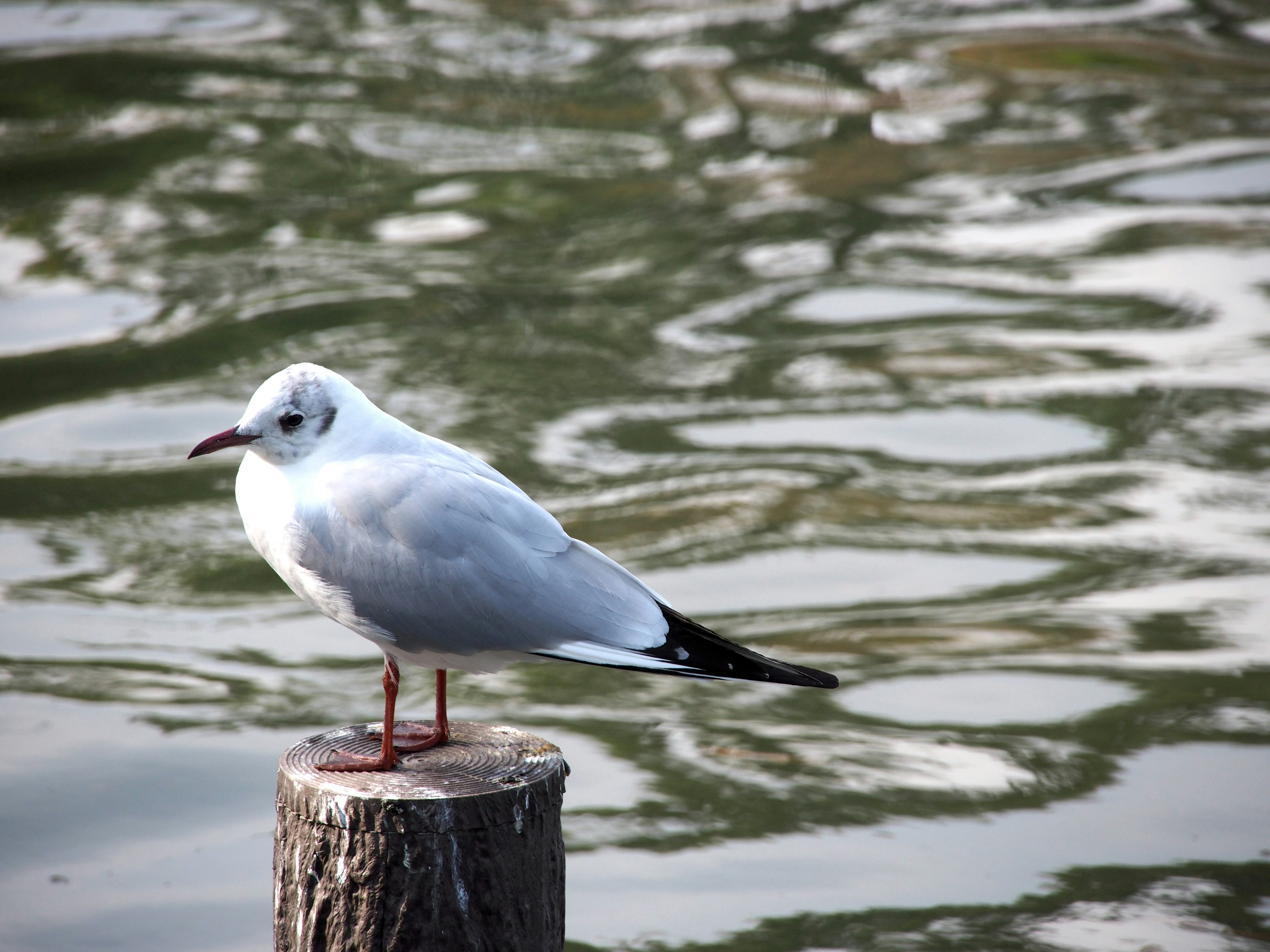 Eine weiße Möwe steht auf einem Holzpfosten am Wasser