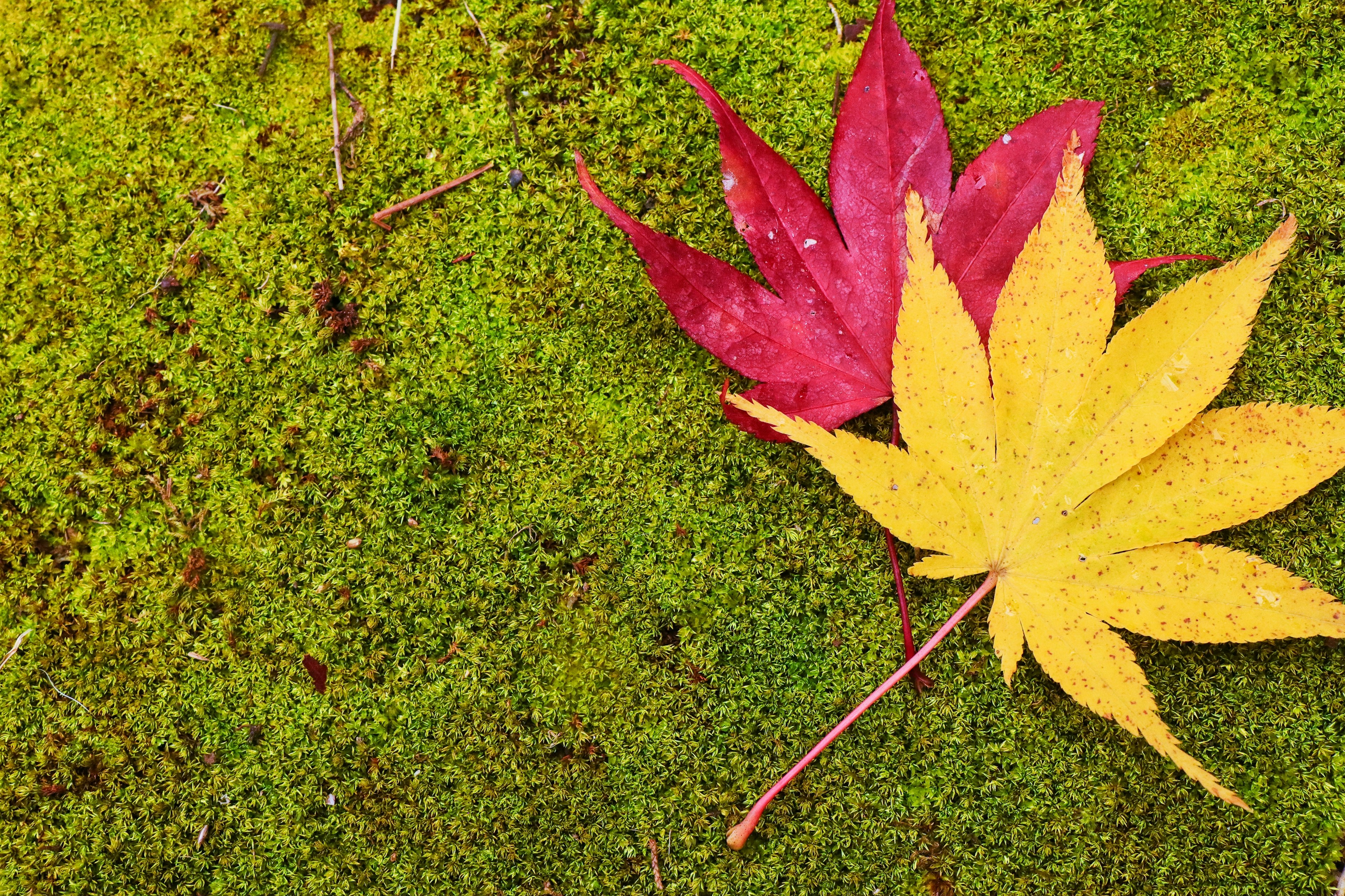 Red and yellow leaves on green moss