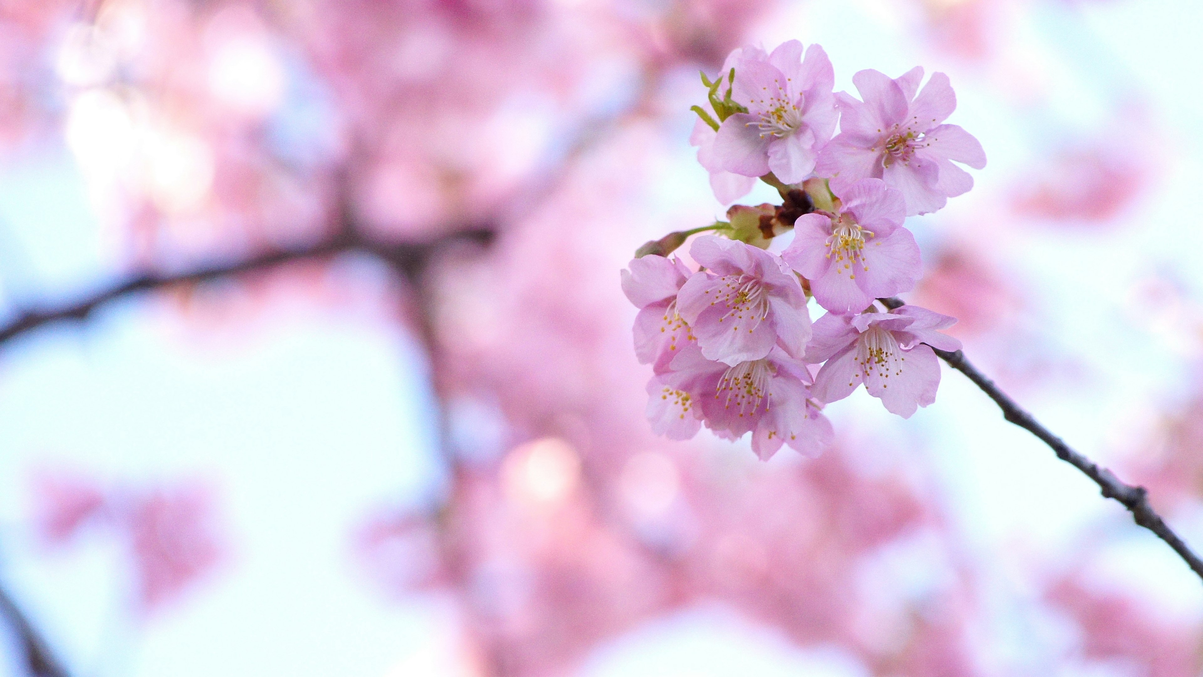 桜の花が咲いている枝のクローズアップ