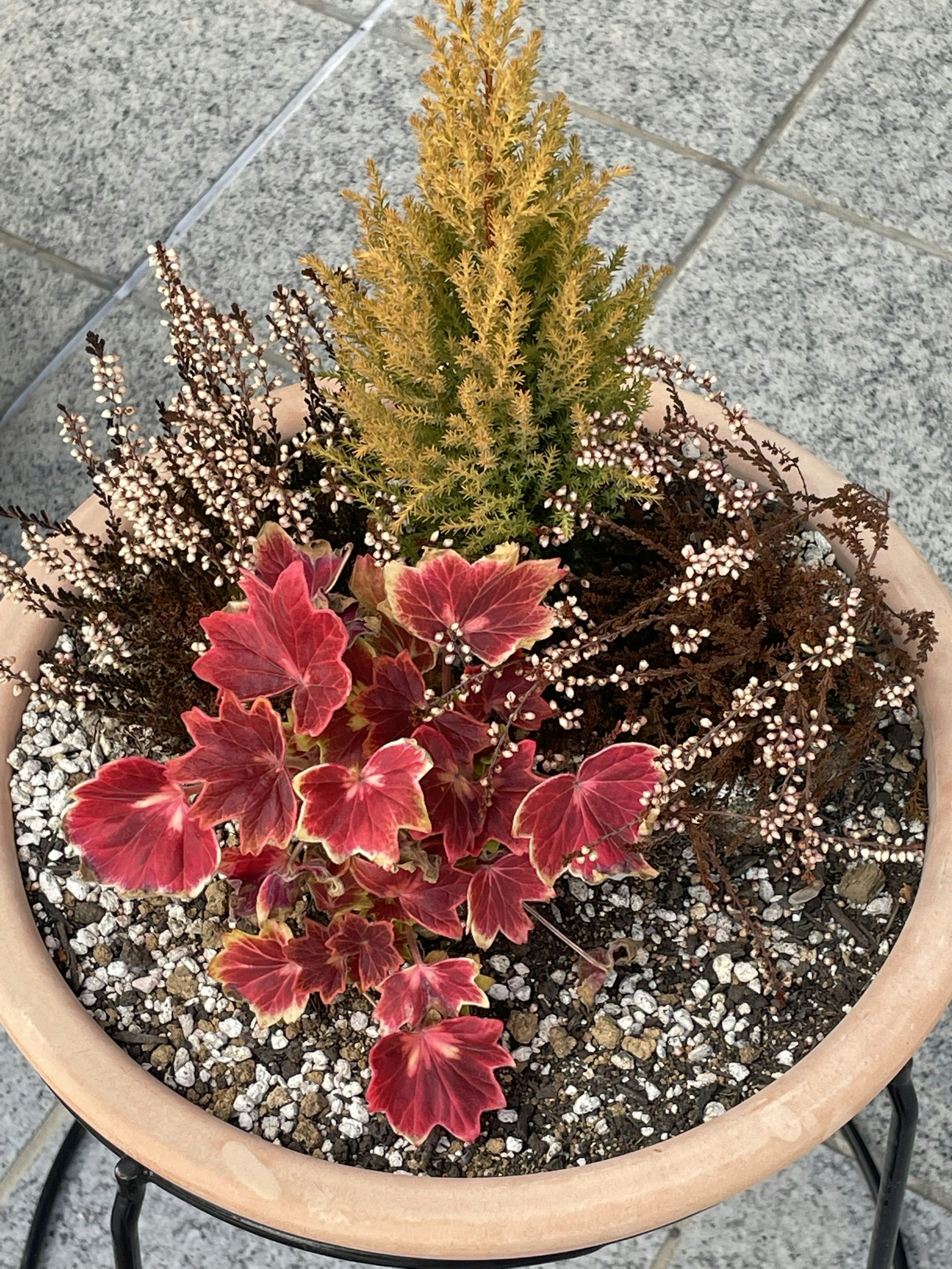 A potted plant arrangement featuring red and green foliage