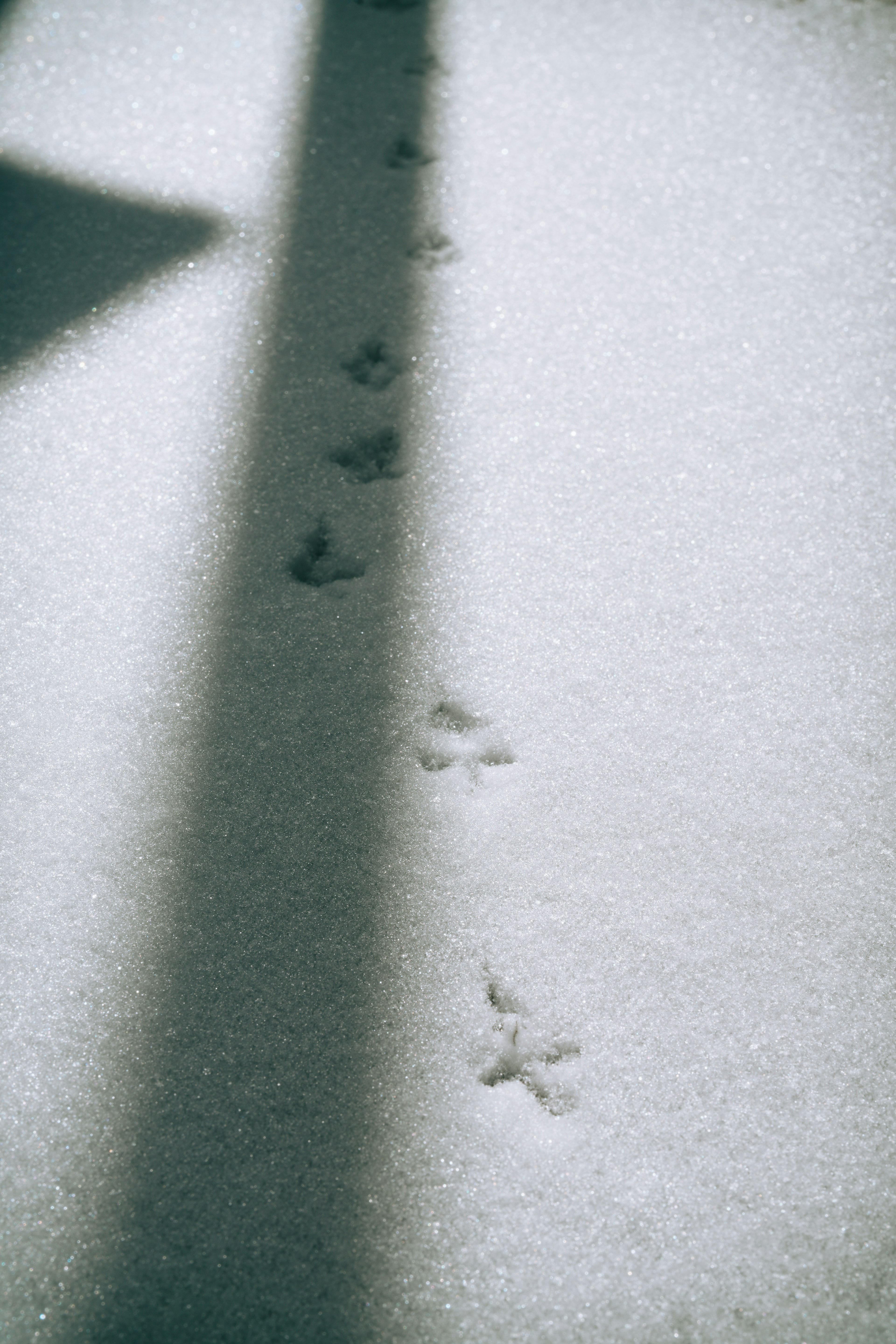 Close-up of animal footprints in the snow with shadows