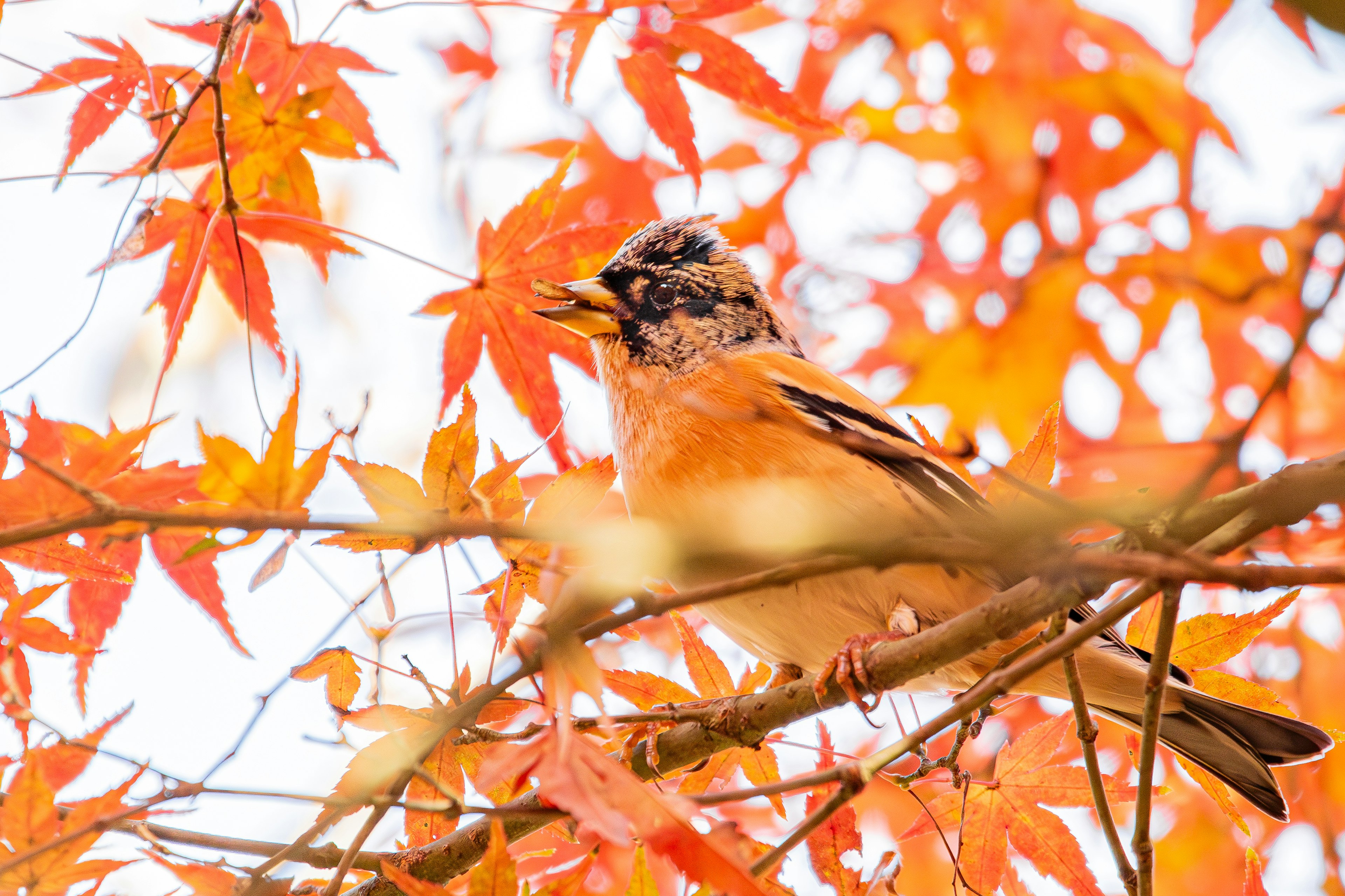 Orangefarbener Vogel zwischen Herbstblättern