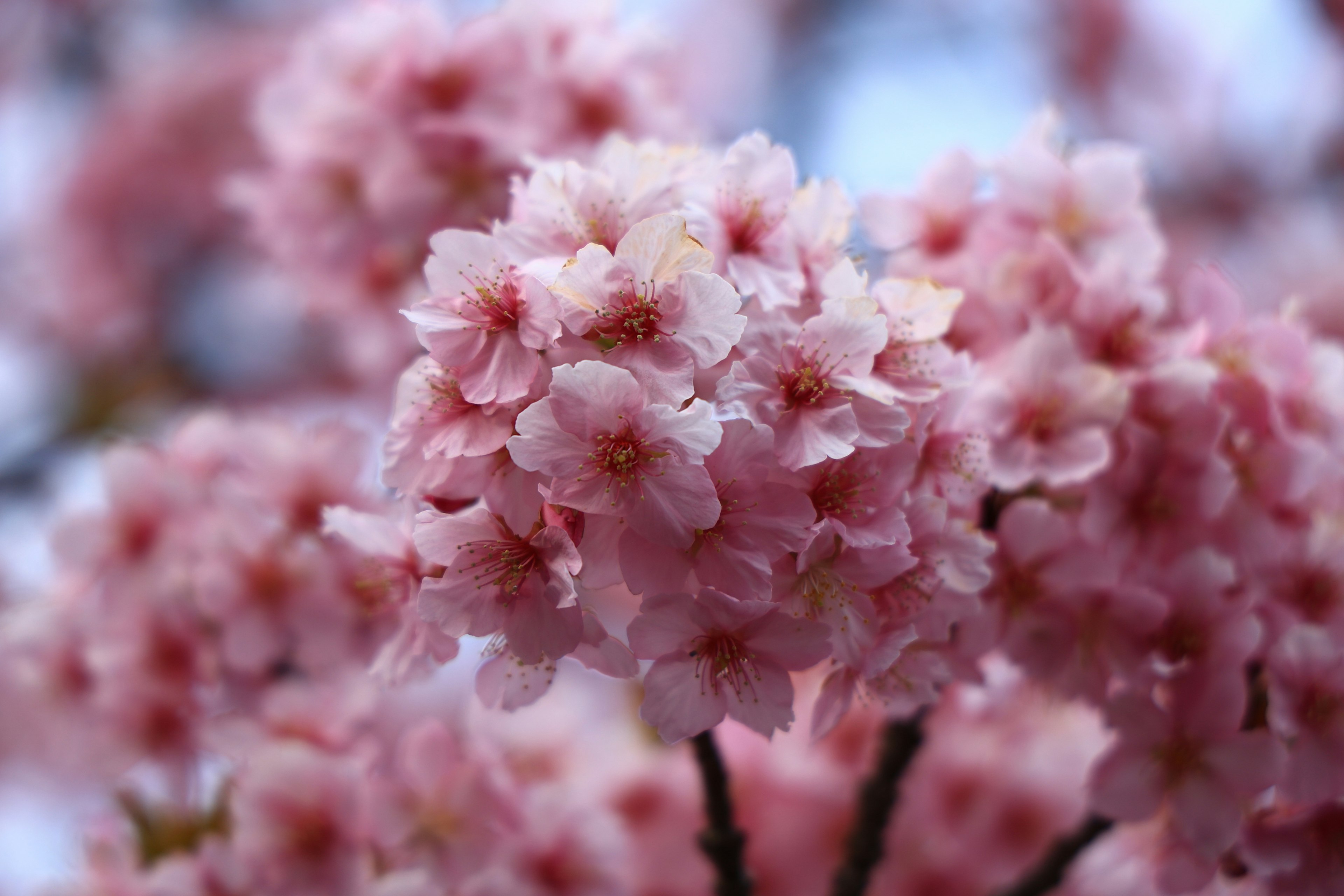 桜の花が咲いている様子のクローズアップ