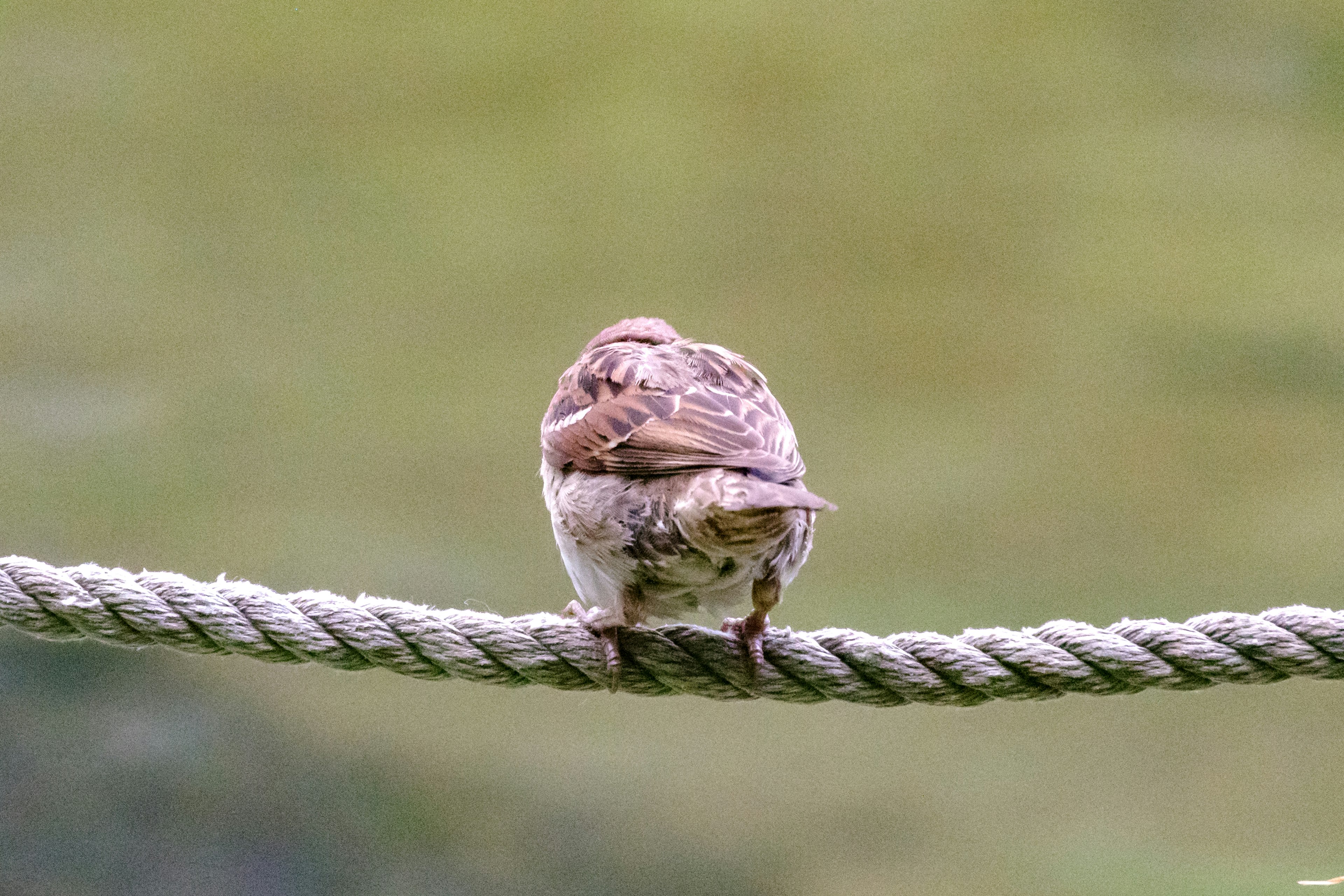 A small bird sitting on a rope from behind