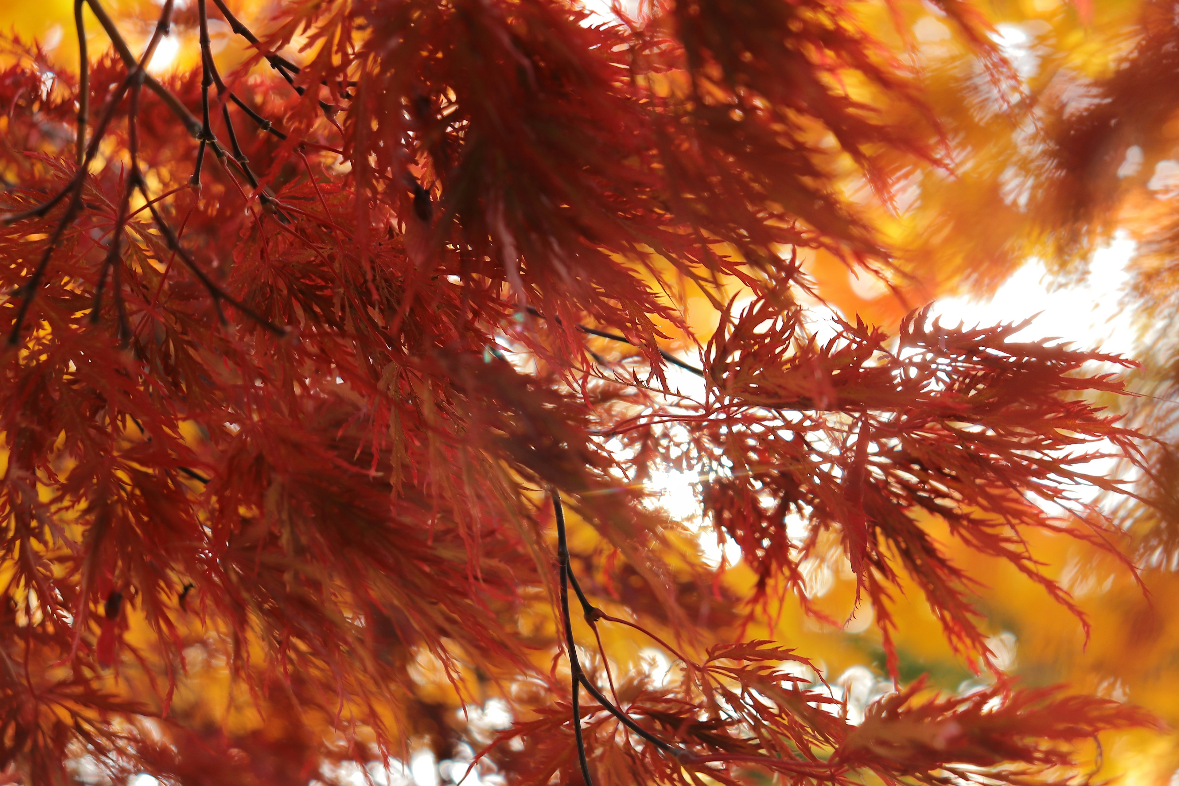 Rote Ahornblätter, die im Licht leuchten