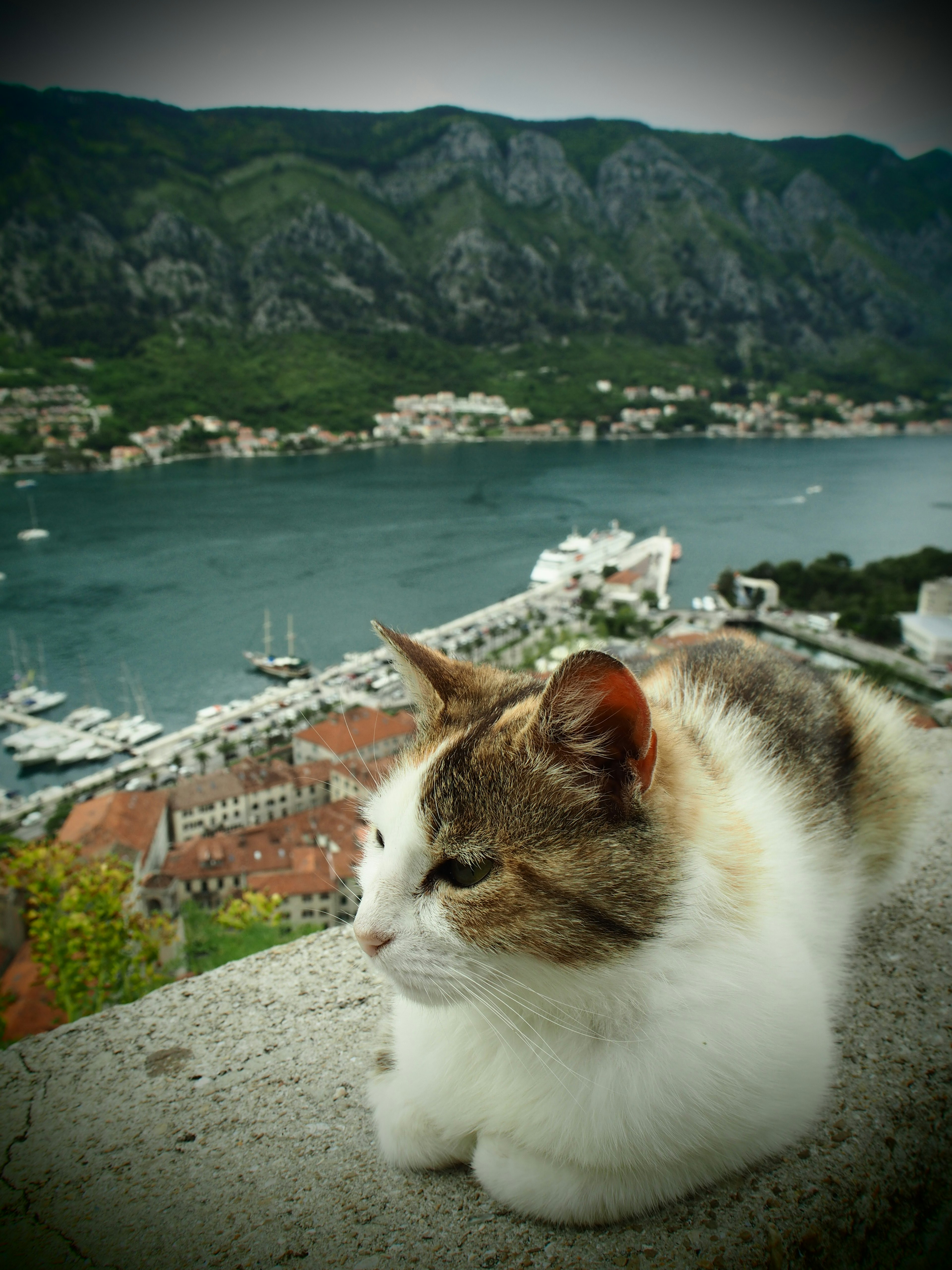 一只猫在台阶上休息，背景是海洋和山脉的美景