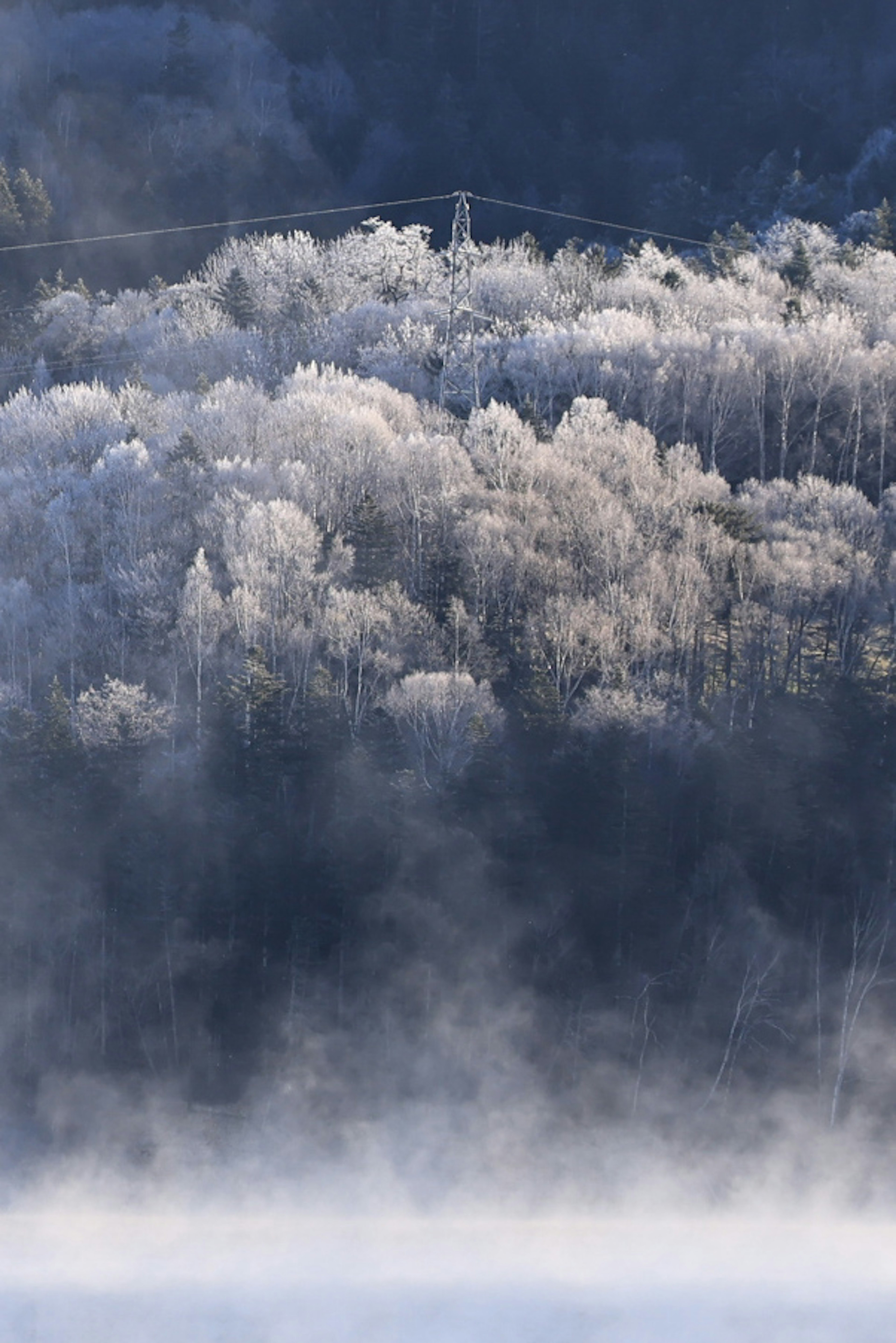 霧に包まれた冬の森の風景 冷たい色合いの木々と霜の結晶が見える