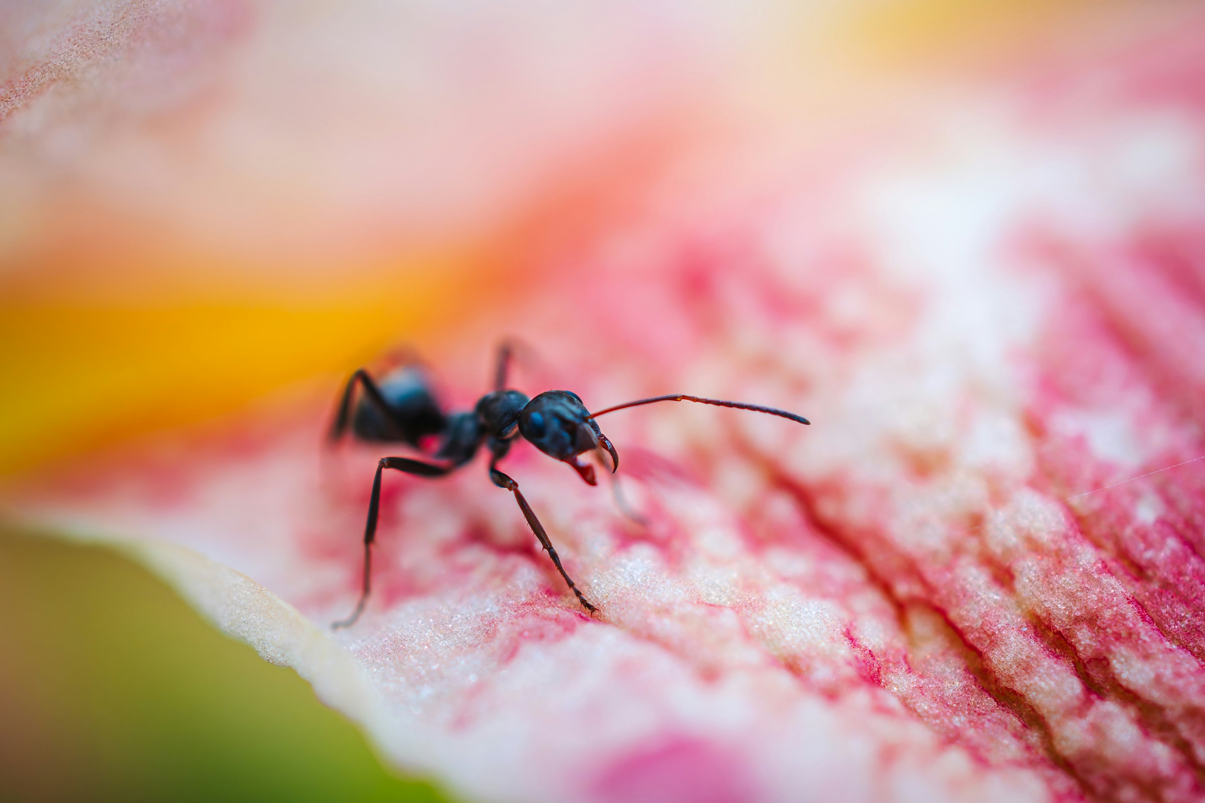 A black ant crawling on a flower petal