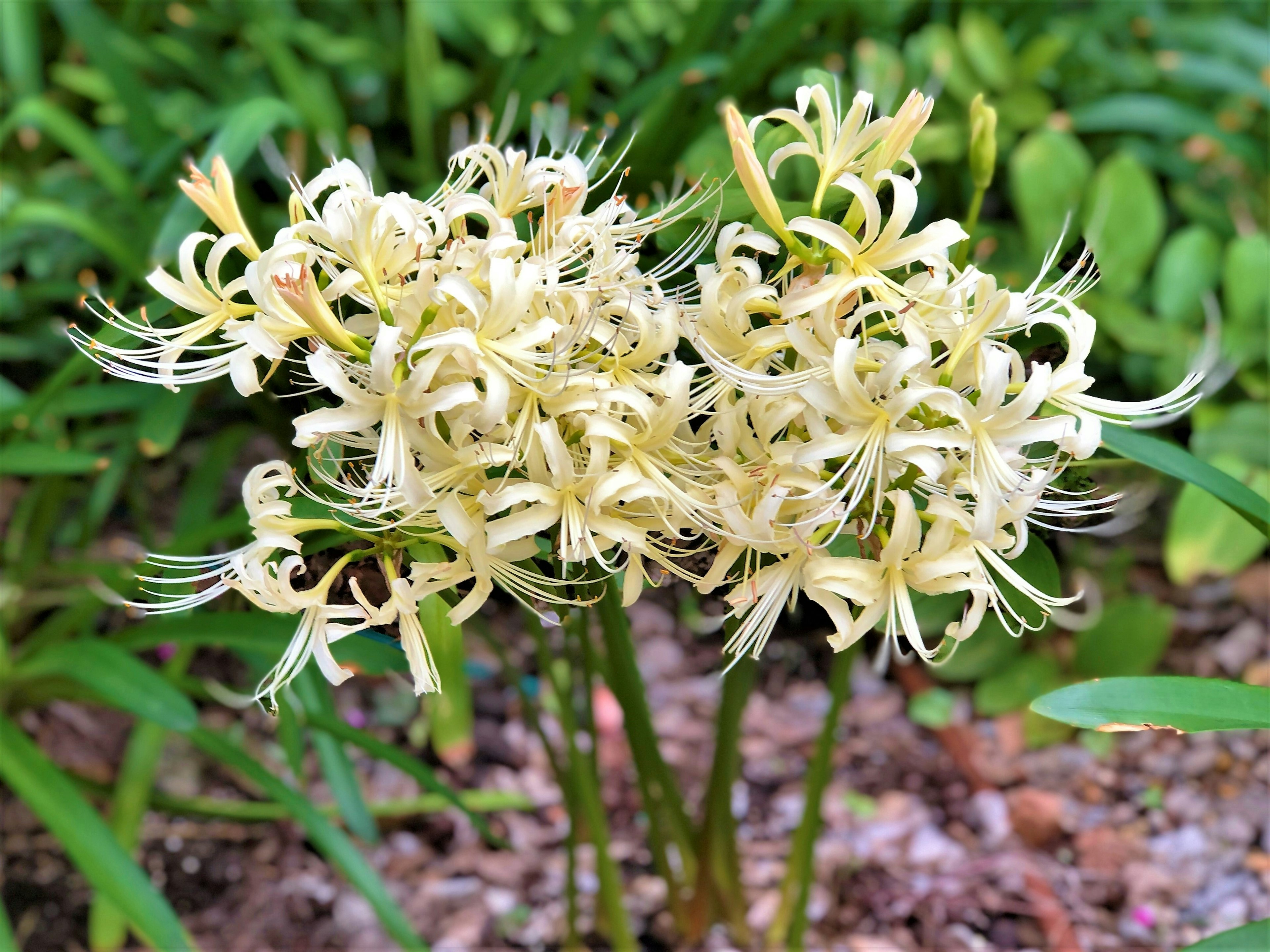 Büschel von weißen Blumen mit zarten Blütenblättern vor grünem Hintergrund