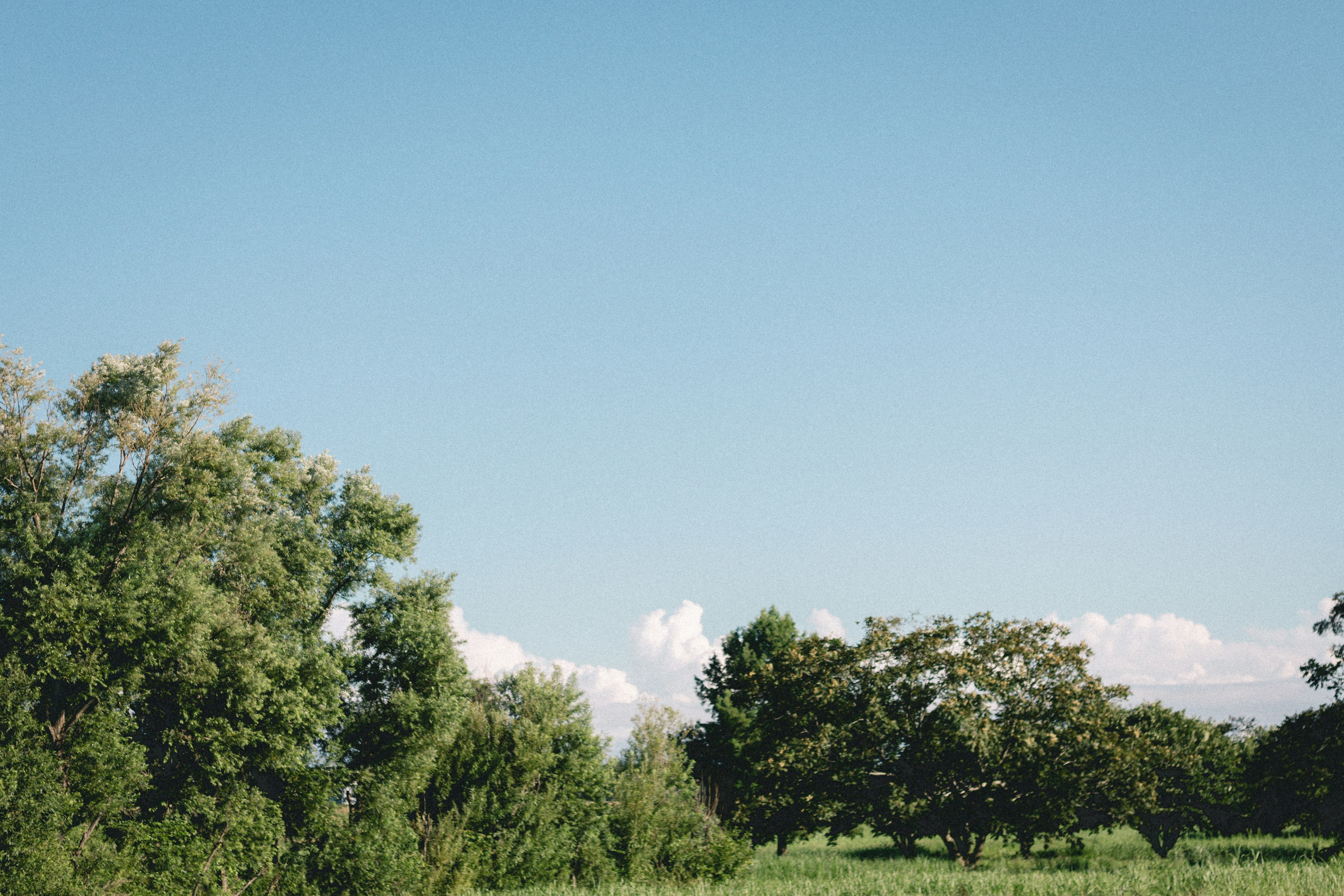 Paesaggio con cielo blu chiaro e alberi verdi lussureggianti